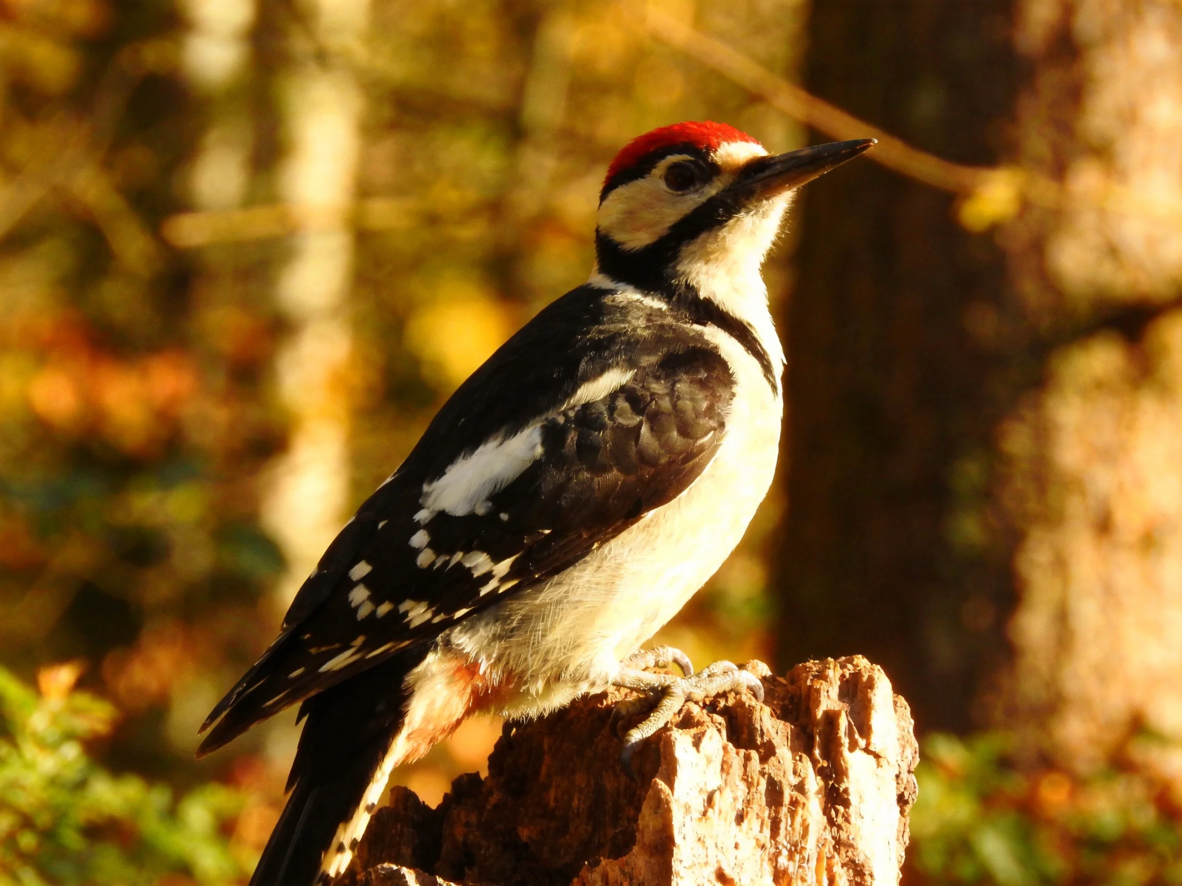 A red-capped woodpecker perches on a weathered tree stump