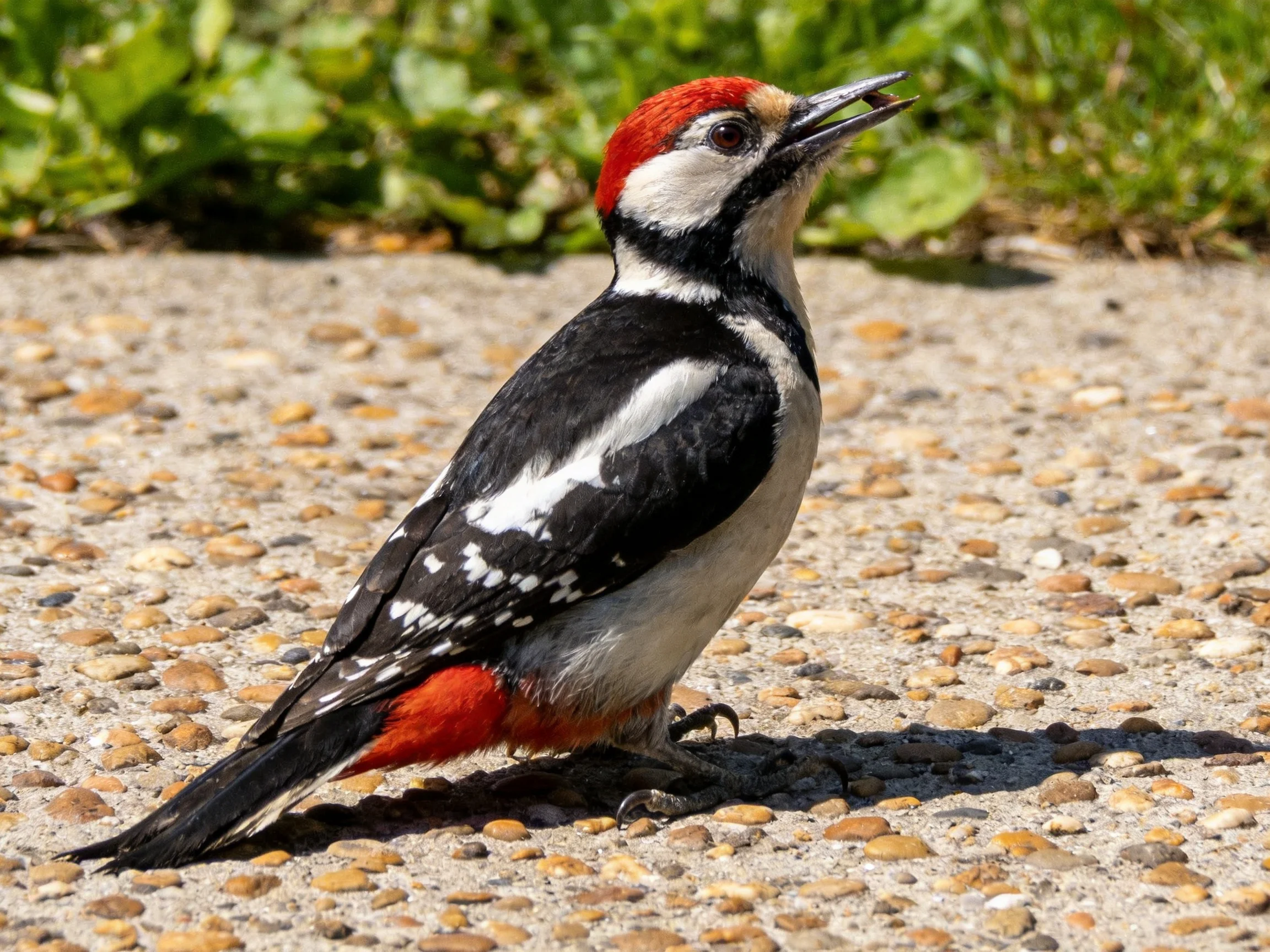 A red-capped woodpecker with black and white plumage on gravel