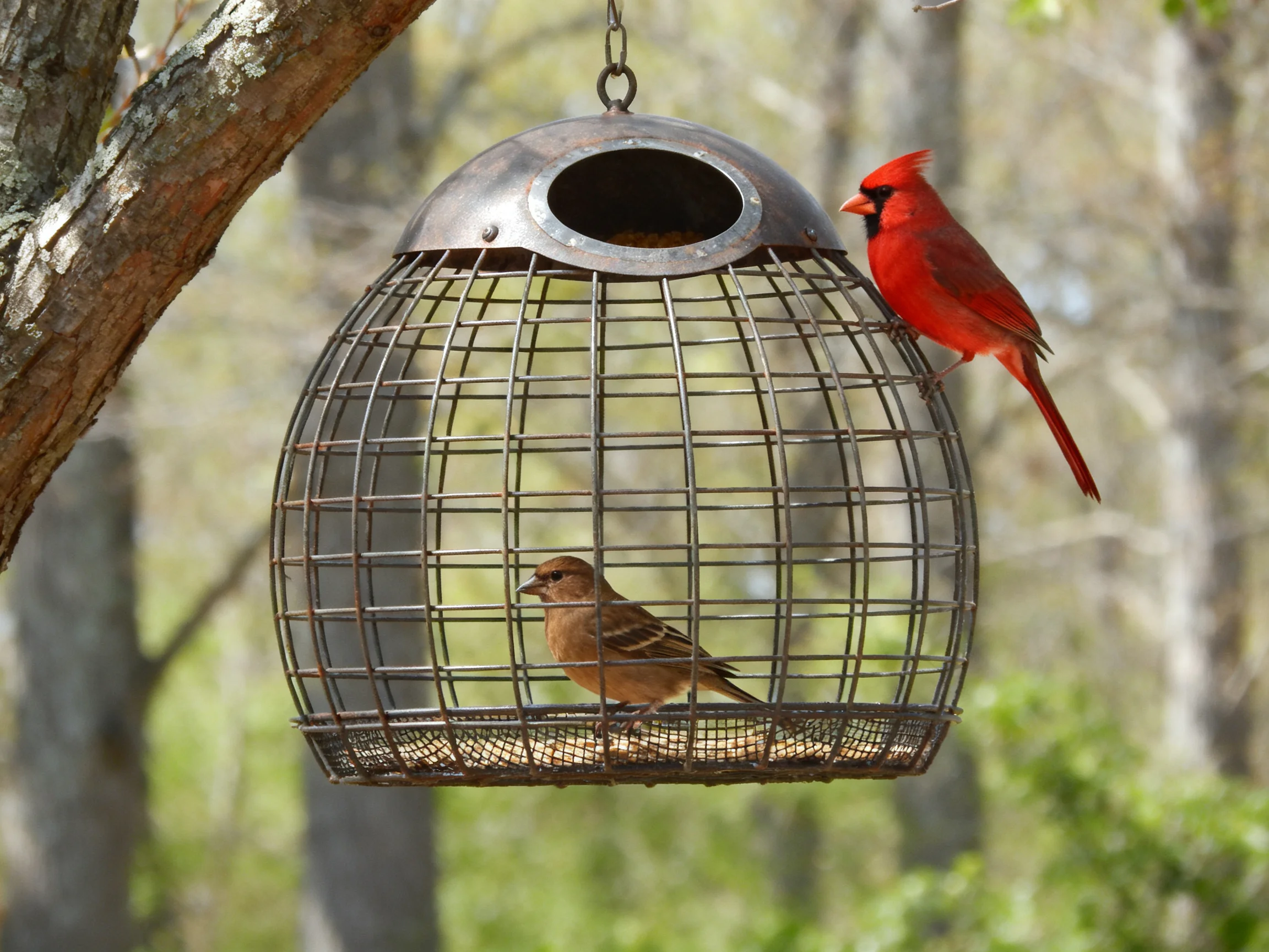 A red cardinal and brown sparrow near a metal wire bird feeder