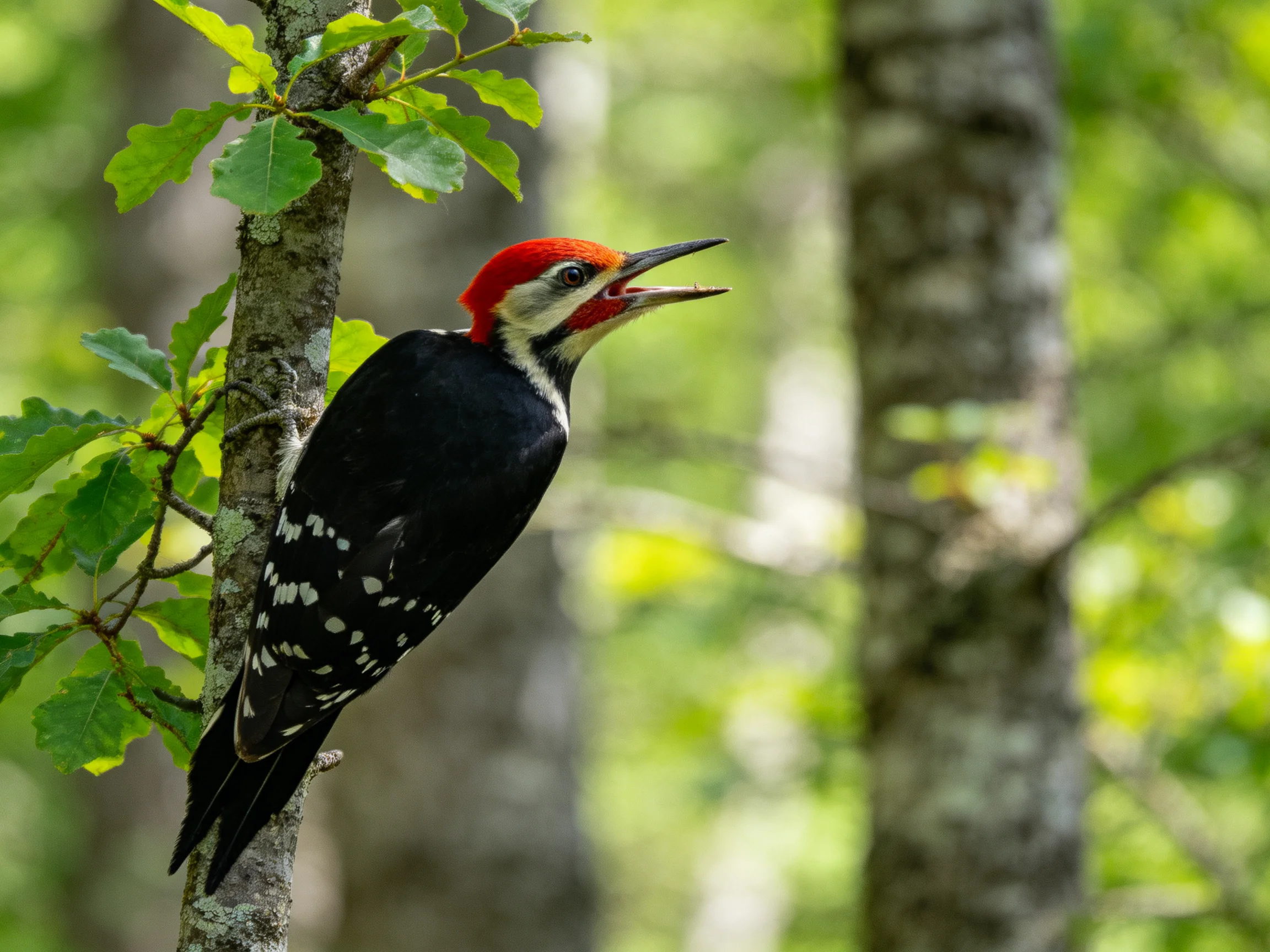 A red-crowned woodpecker perched on a forest branch