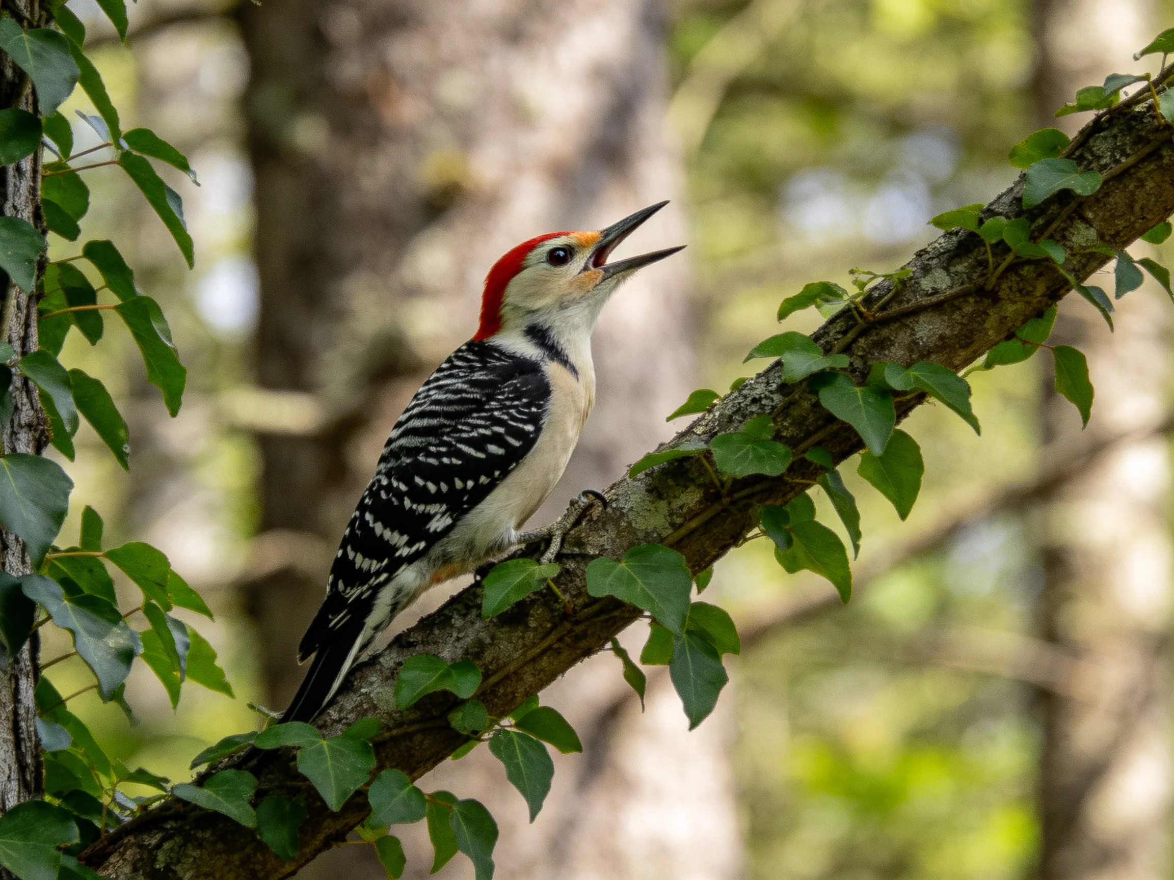 A red-crowned woodpecker perched on an ivy-covered branch