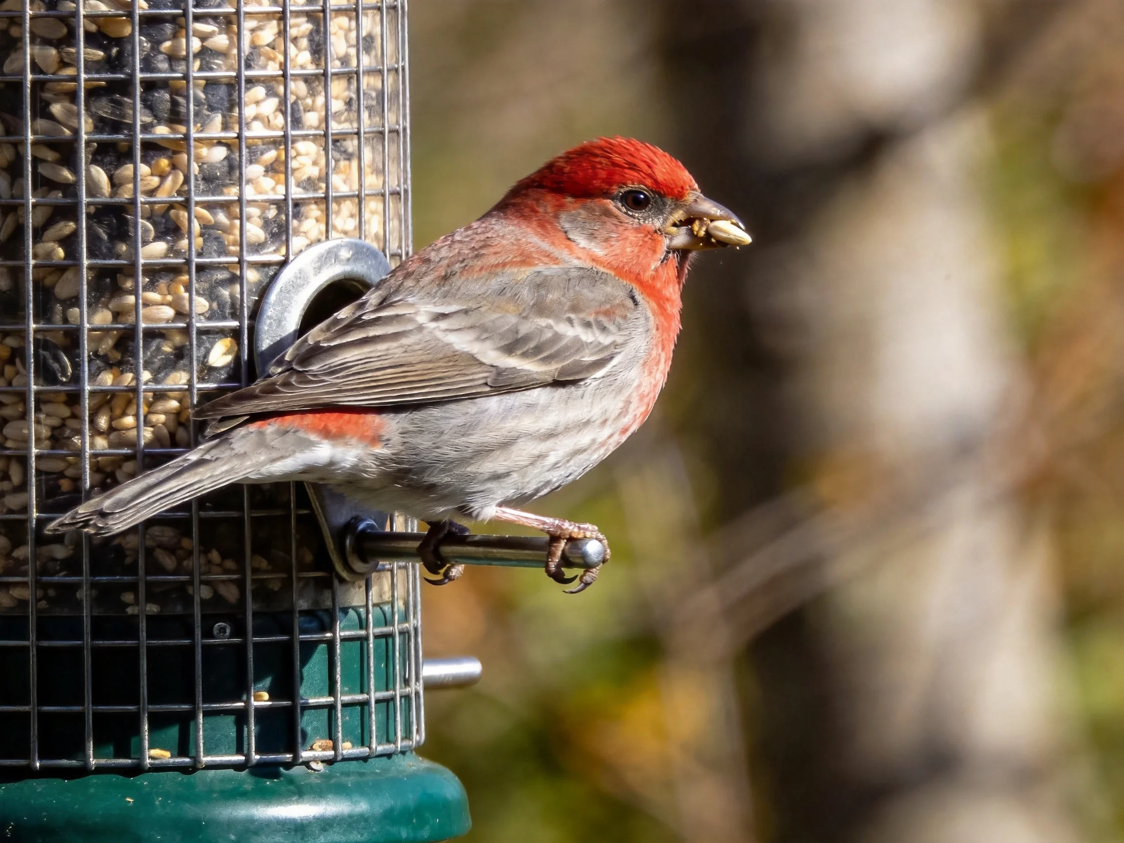A red-headed bird perches on a seed-filled wire bird feeder