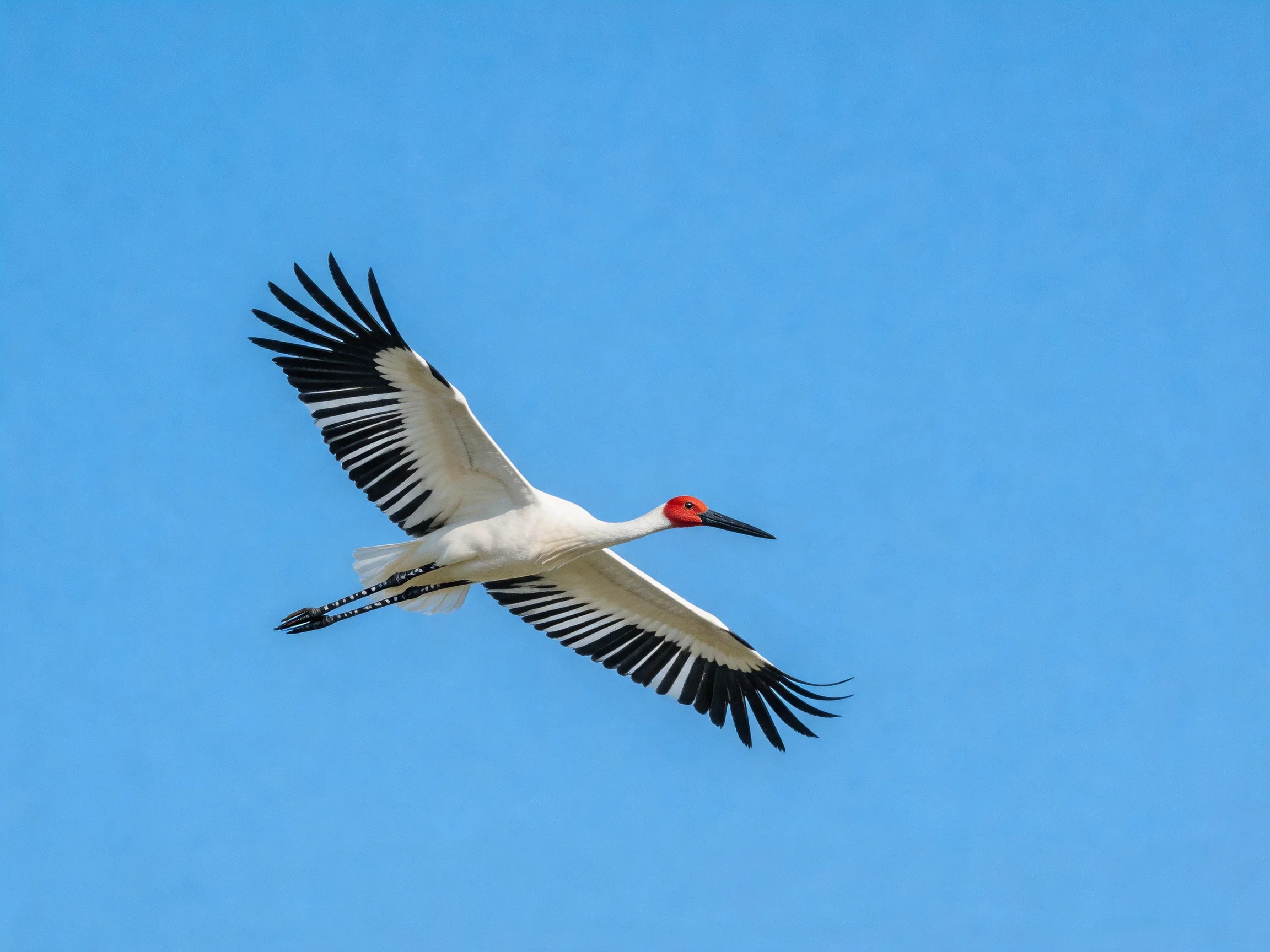 A red-headed crane flies with black-and-white wings