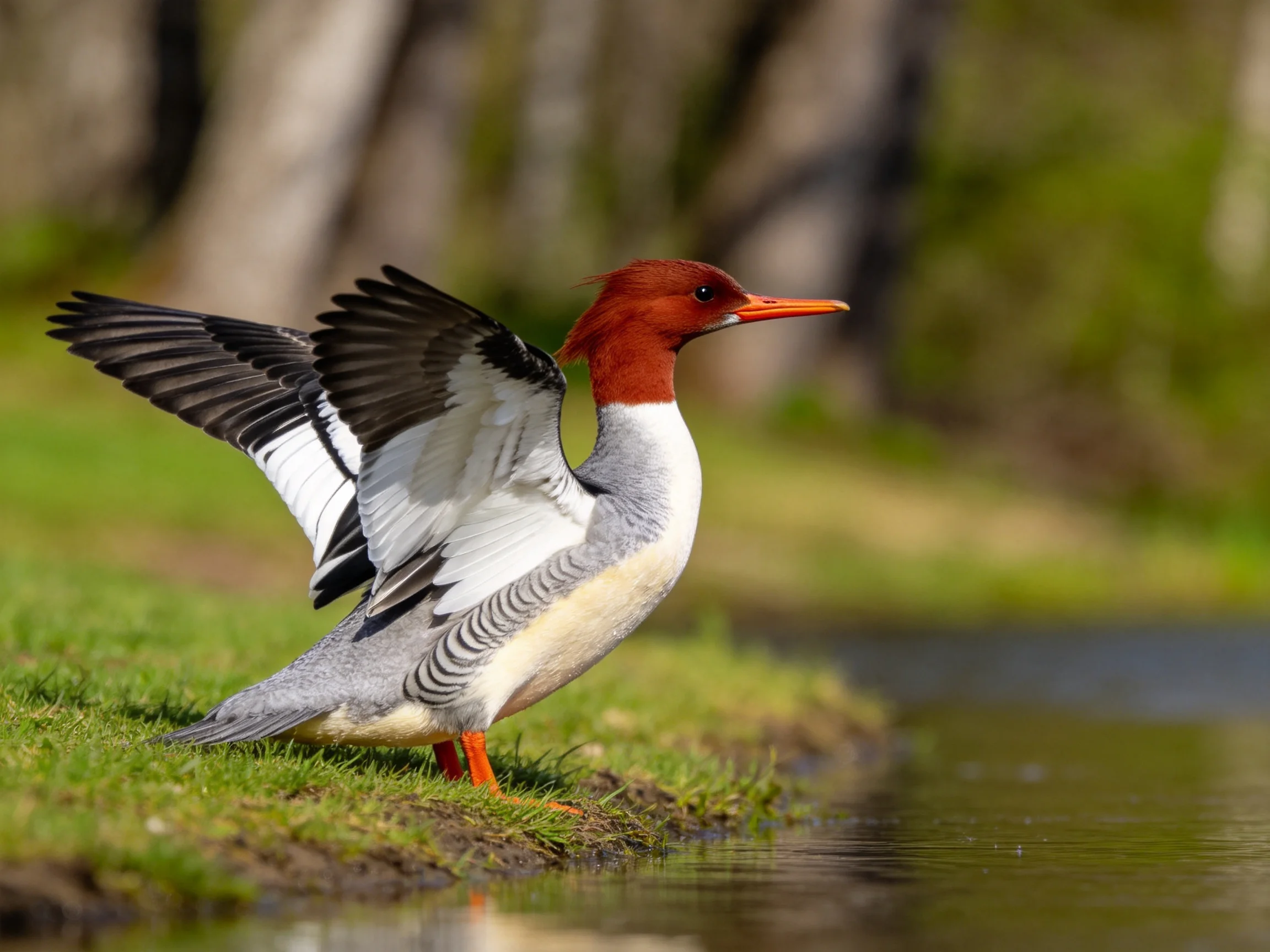 A red-headed duck spreading wings by a grassy waters edge