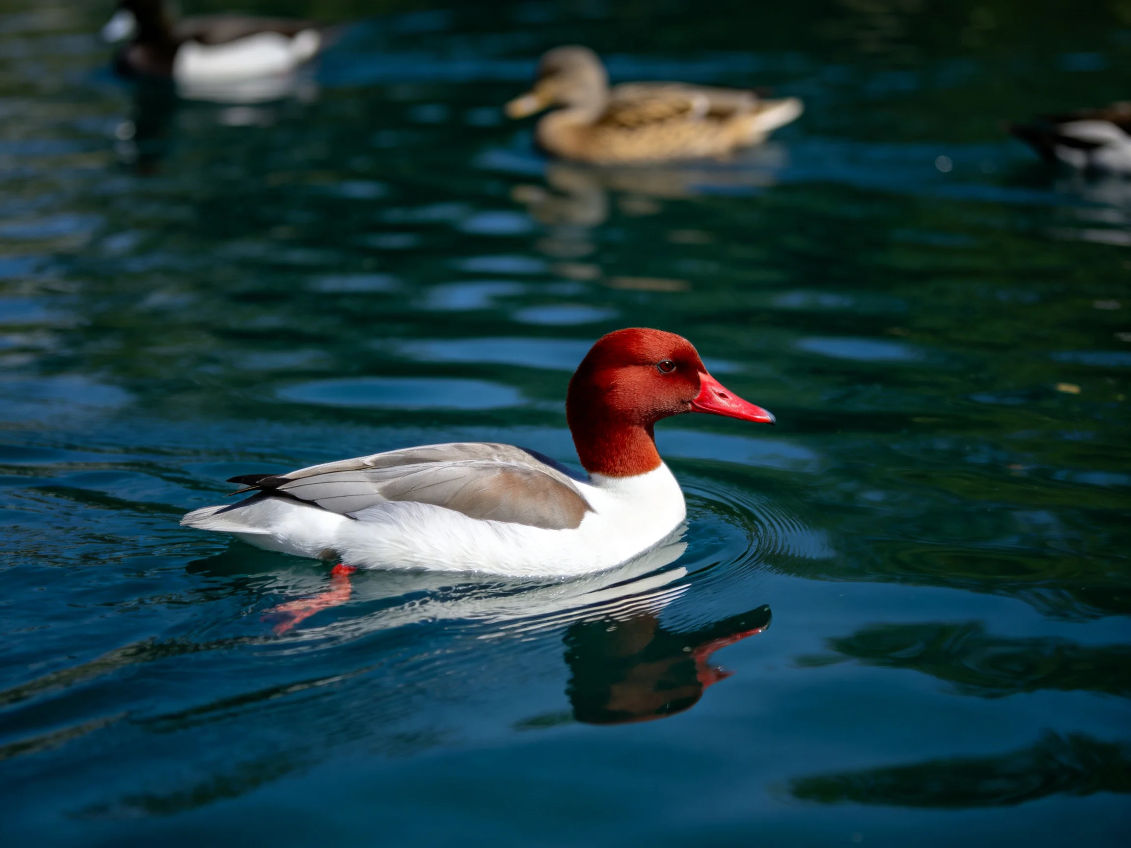 A red-headed duck swims in calm blue water with other ducks