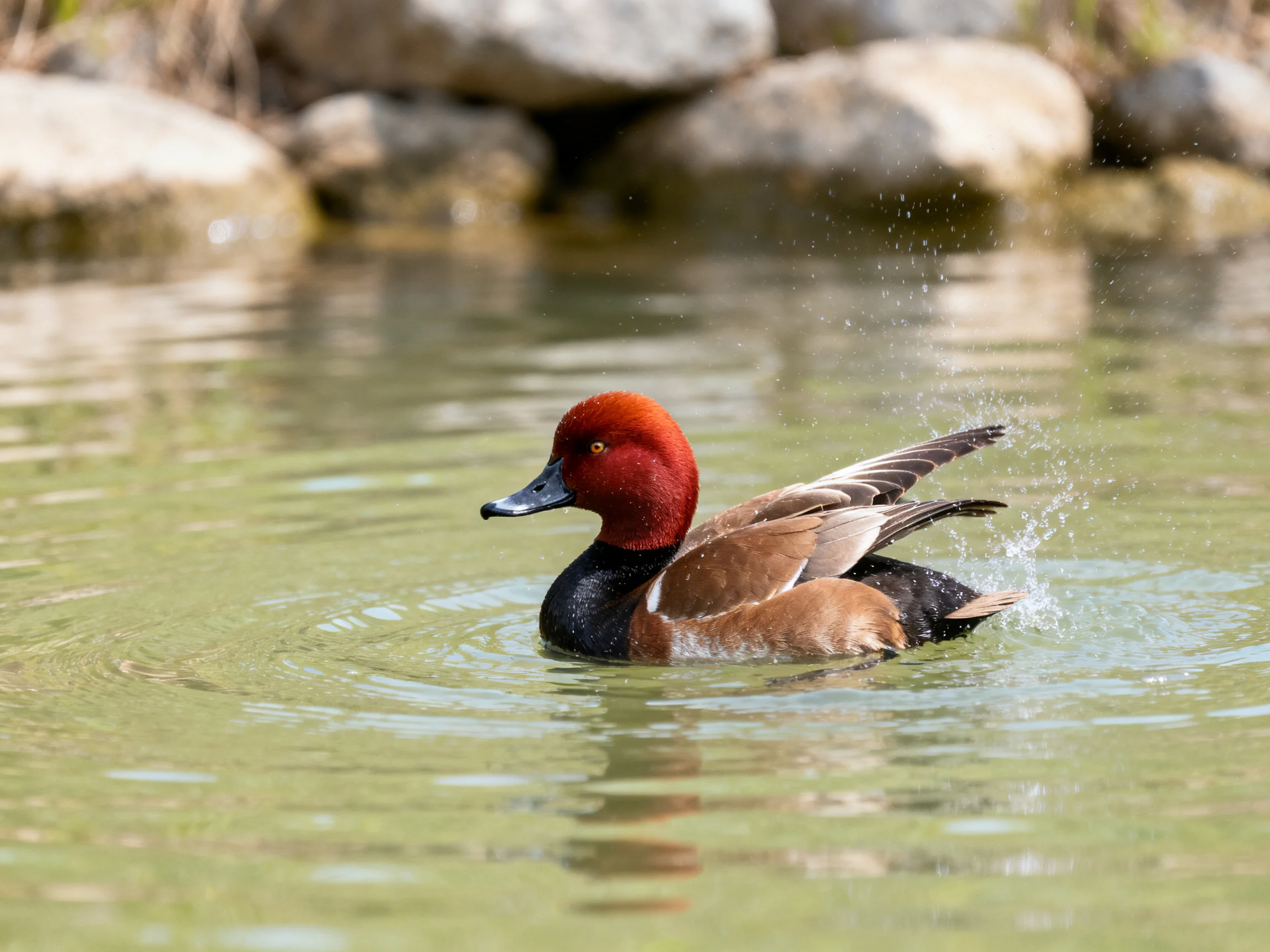A red-headed duck swims in calm water near rocks