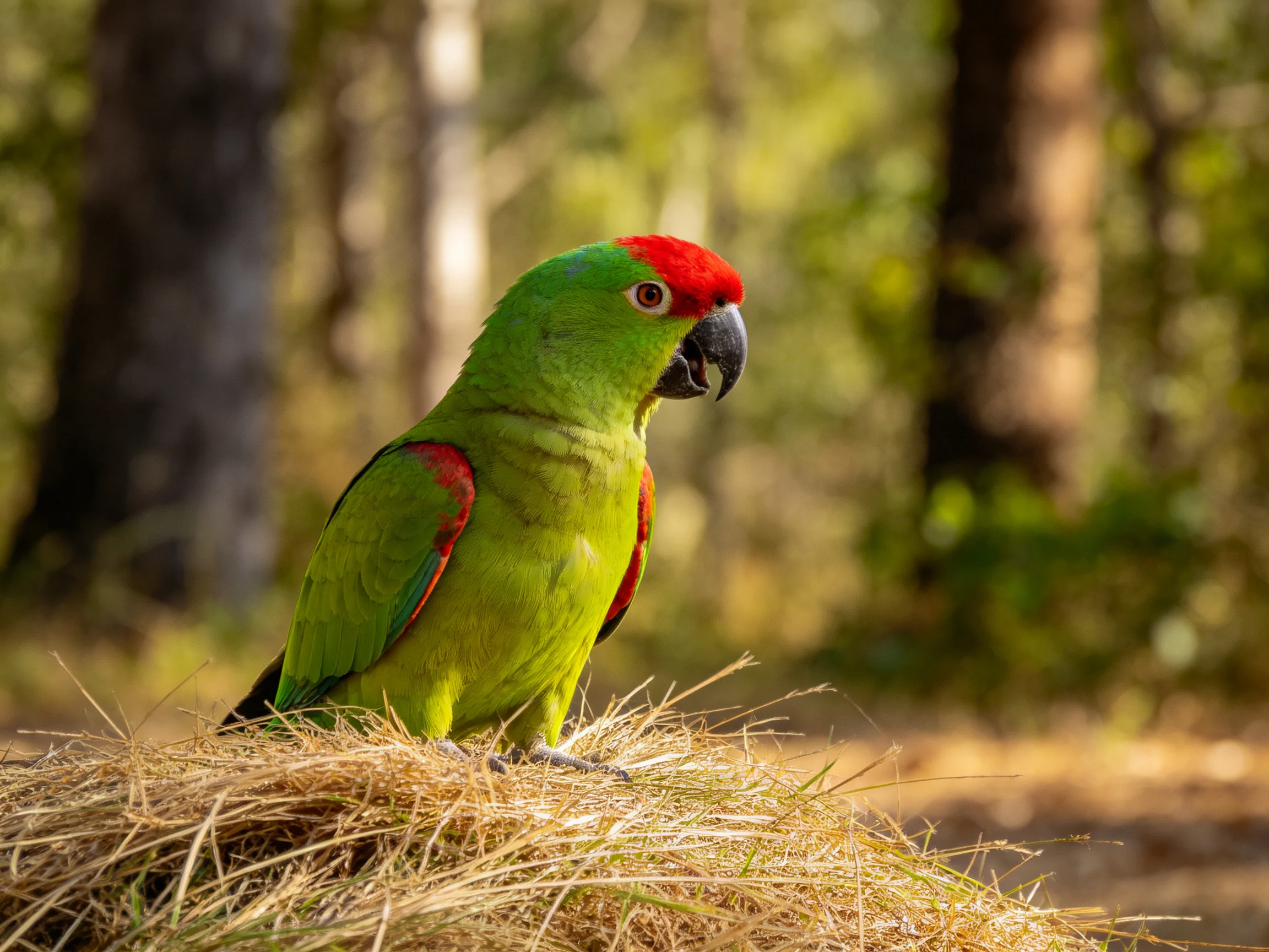 A red-headed green parrot perched on hay