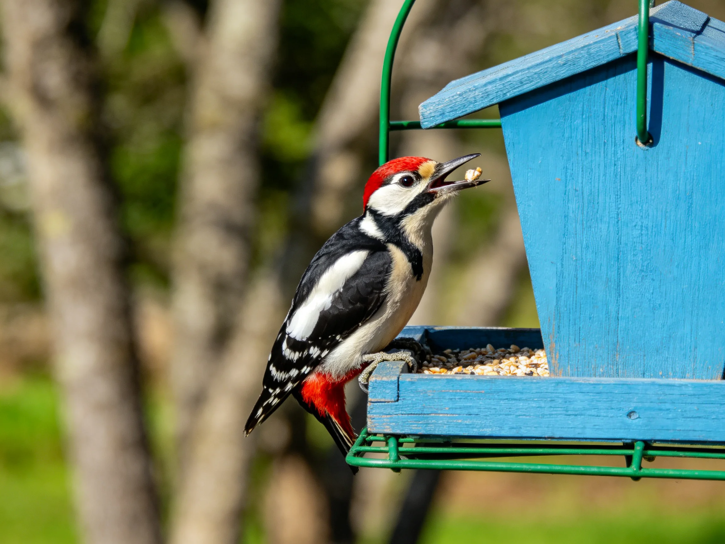 A red-headed woodpecker feeding on a blue bird feeder outdoors