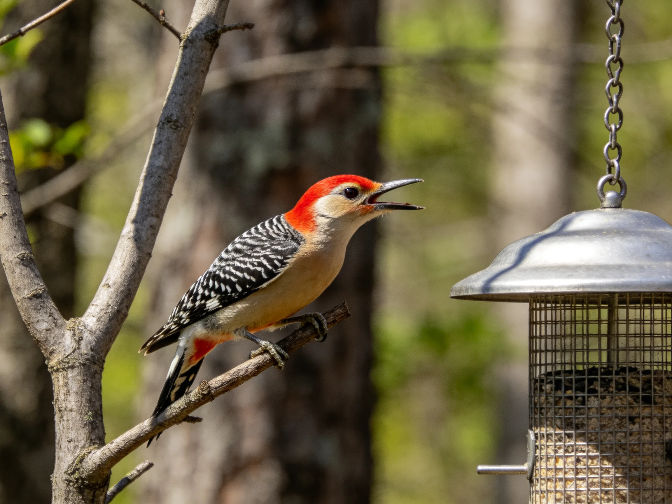 A red-headed woodpecker perched near a metal bird feeder