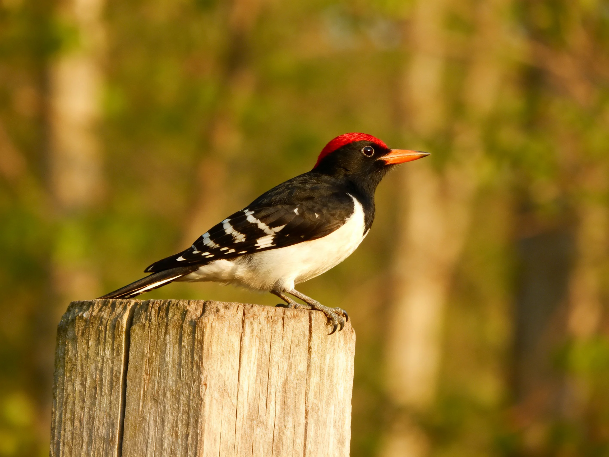 A red-headed woodpecker perched on a weathered wooden post