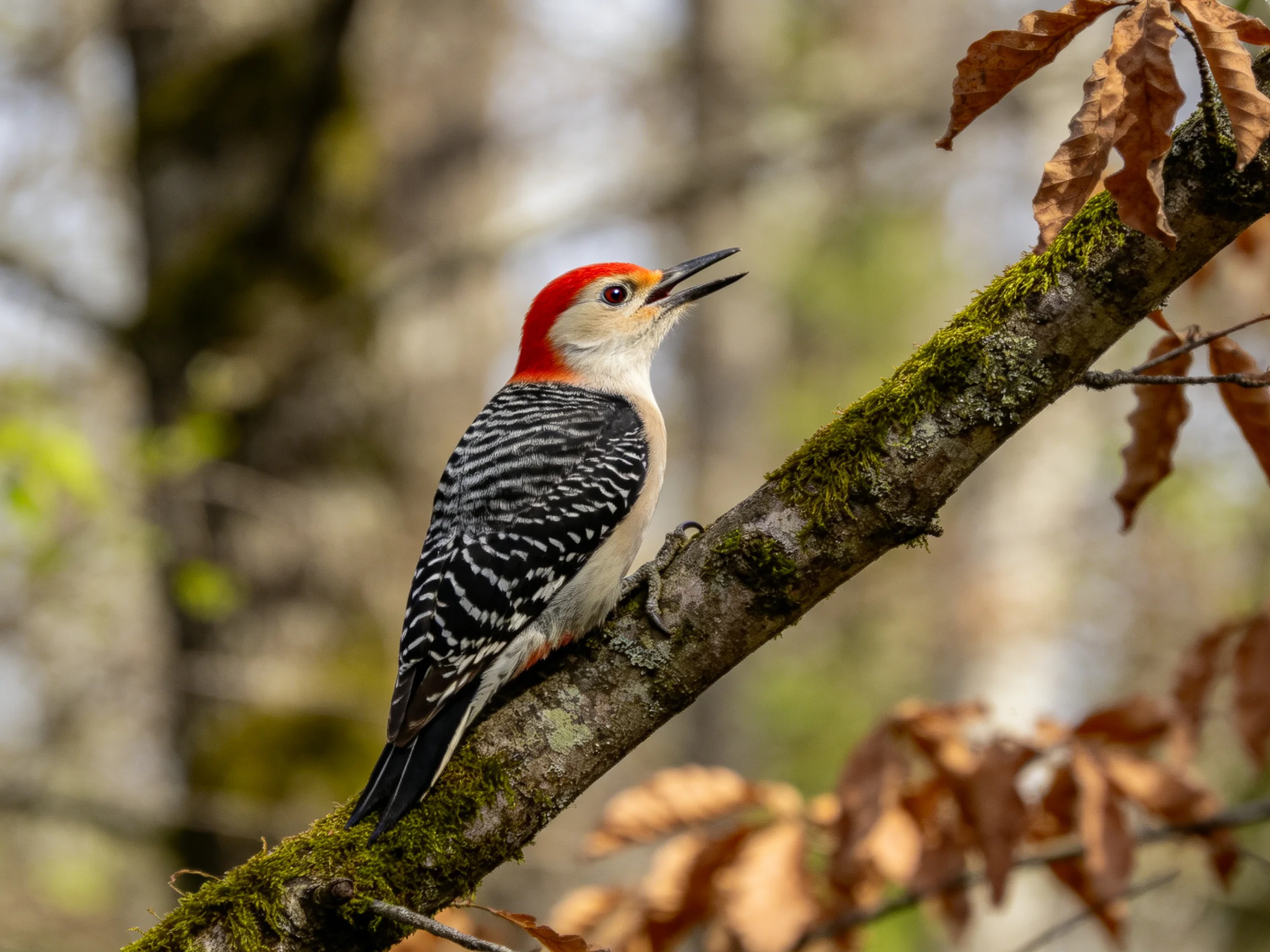 A red-headed woodpecker perches on a mossy tree branch