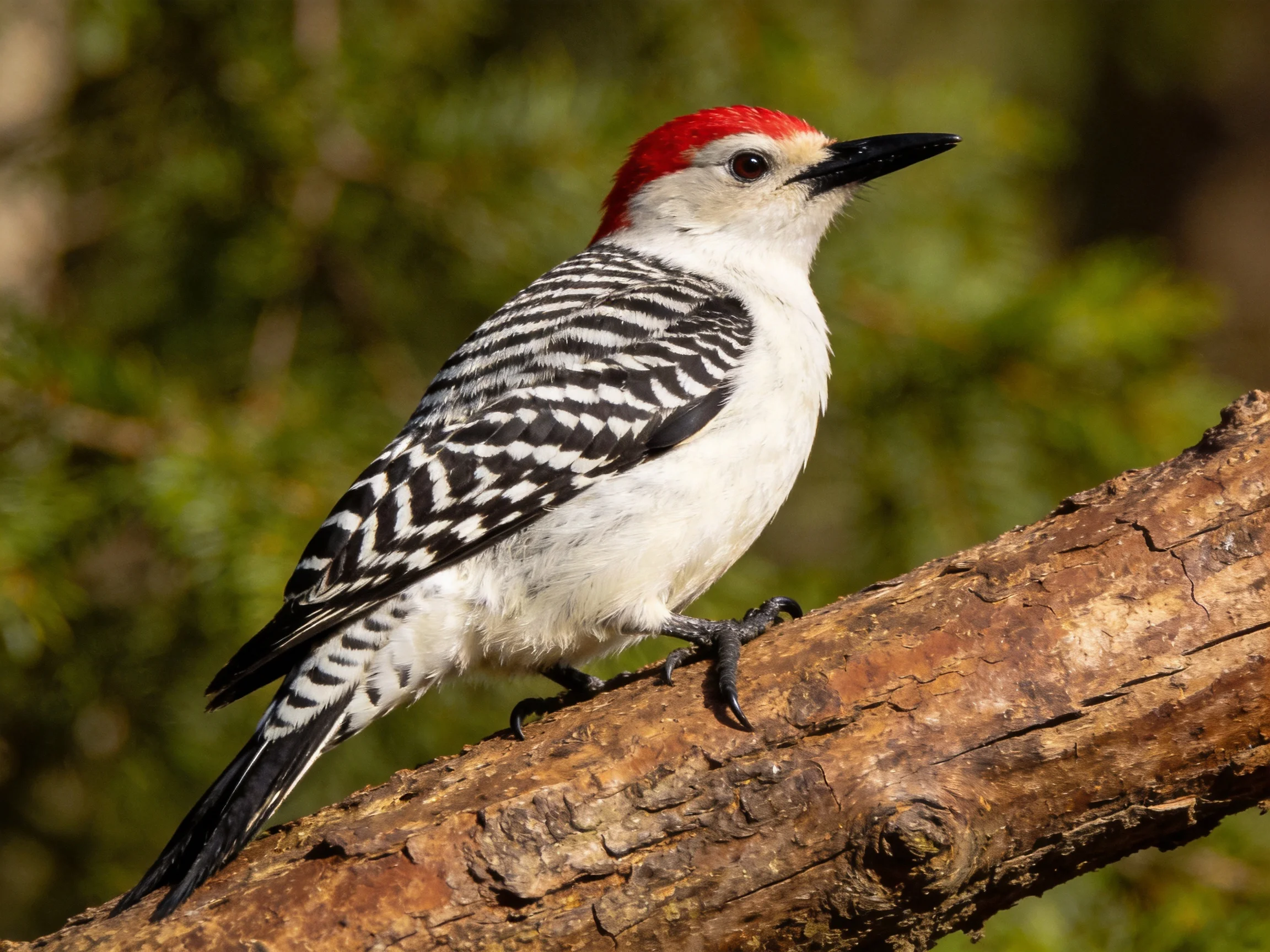 A red-headed woodpecker with black-and-white plumage on a brown tree branch