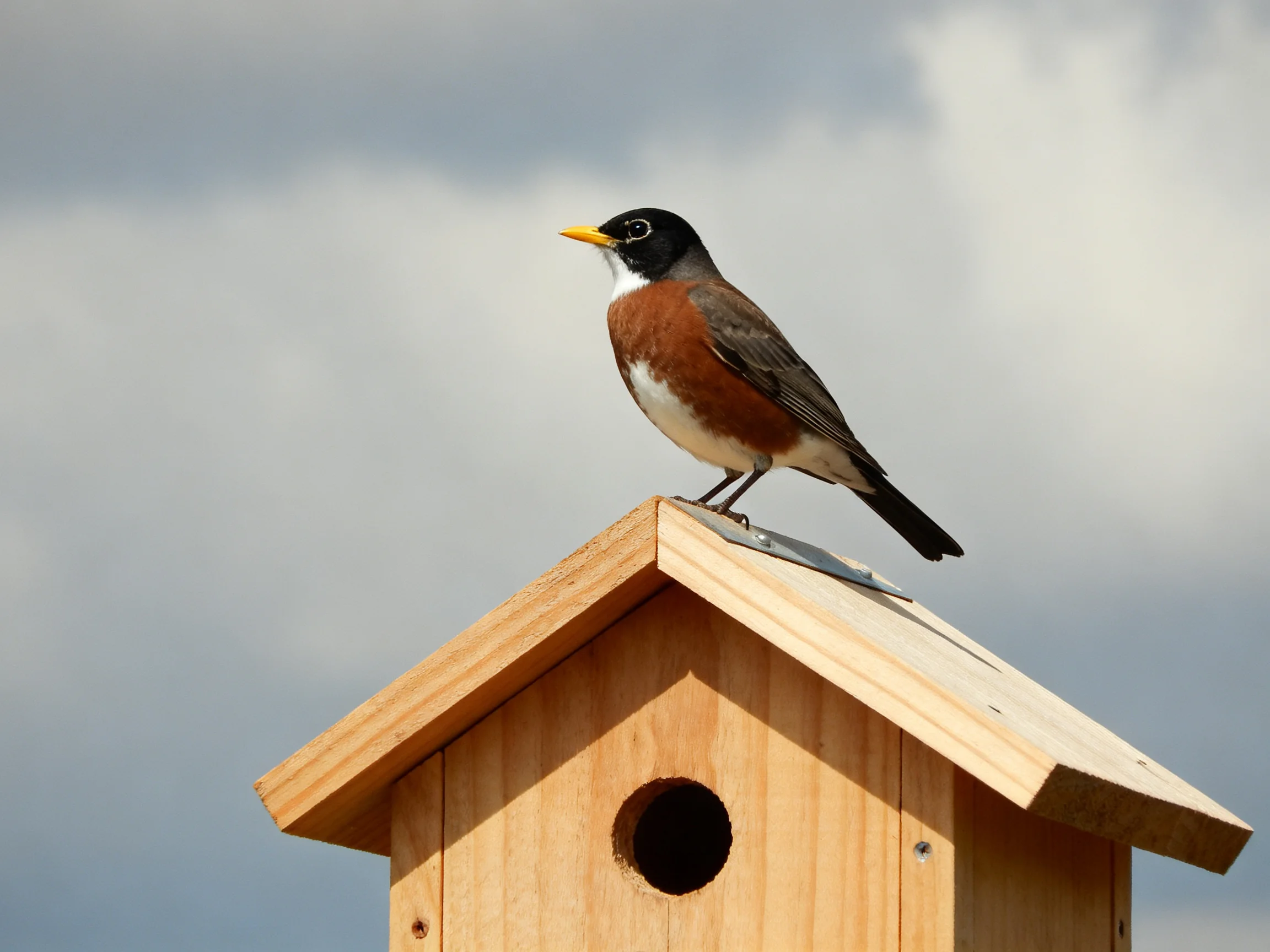 A robin perched atop a light brown wooden birdhouse against cloudy sky