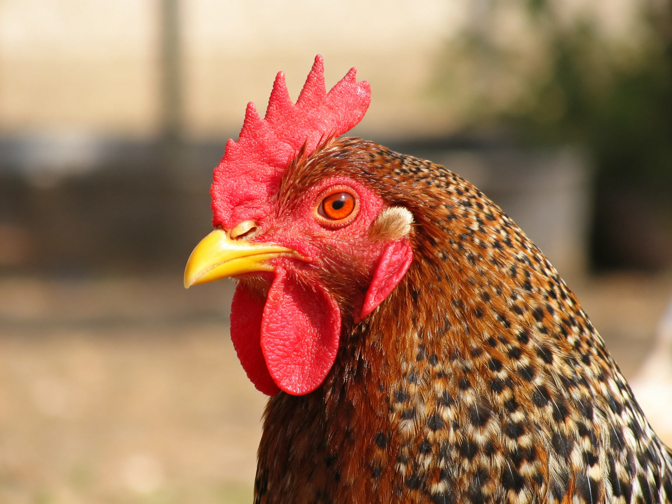 A rooster with a bright red comb and speckled plumage is sharply focused against a blurred outdoor backdrop.