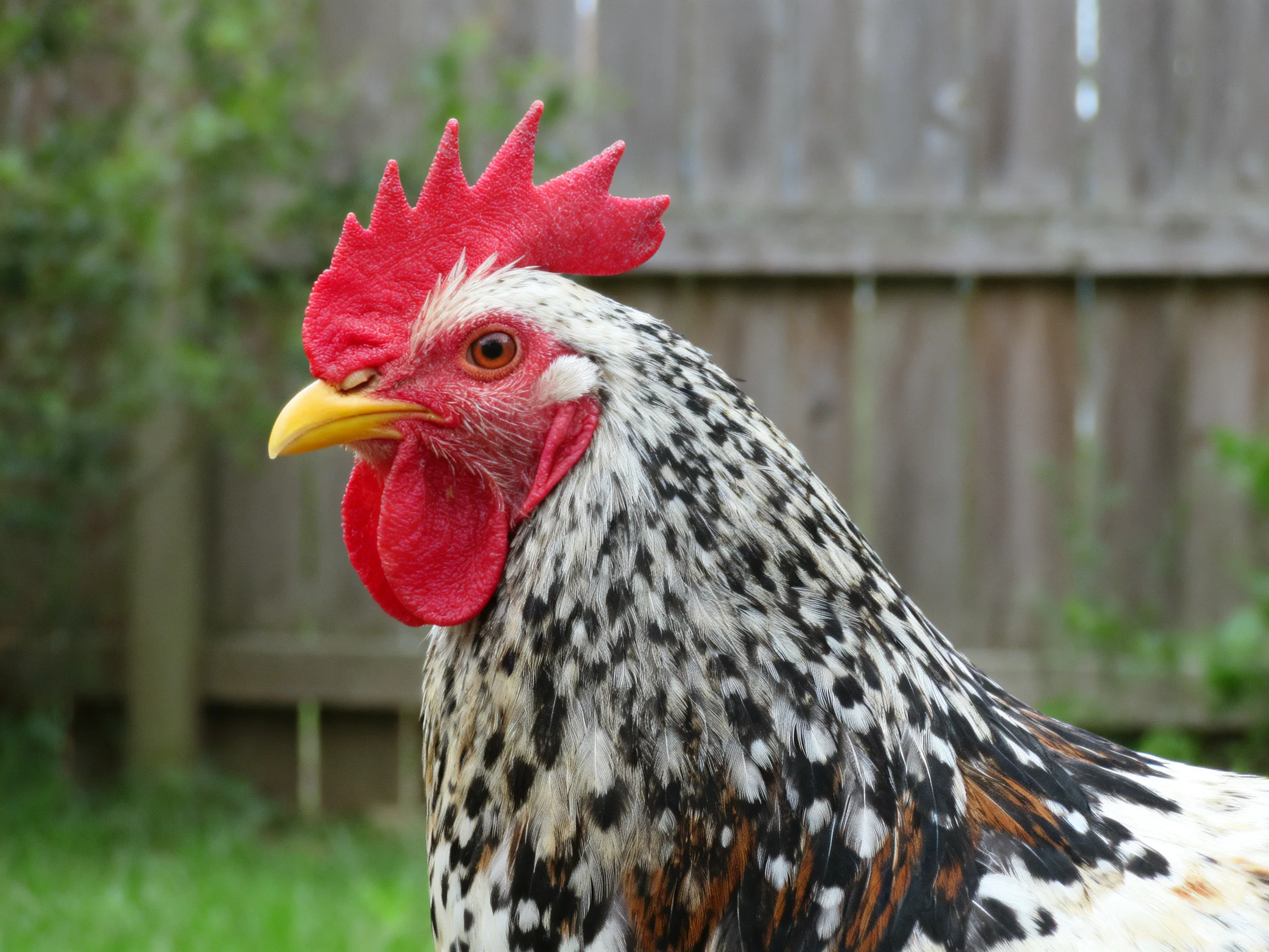 A close-up of a rooster displaying its red comb and patterned plumage near a wooden fence.
