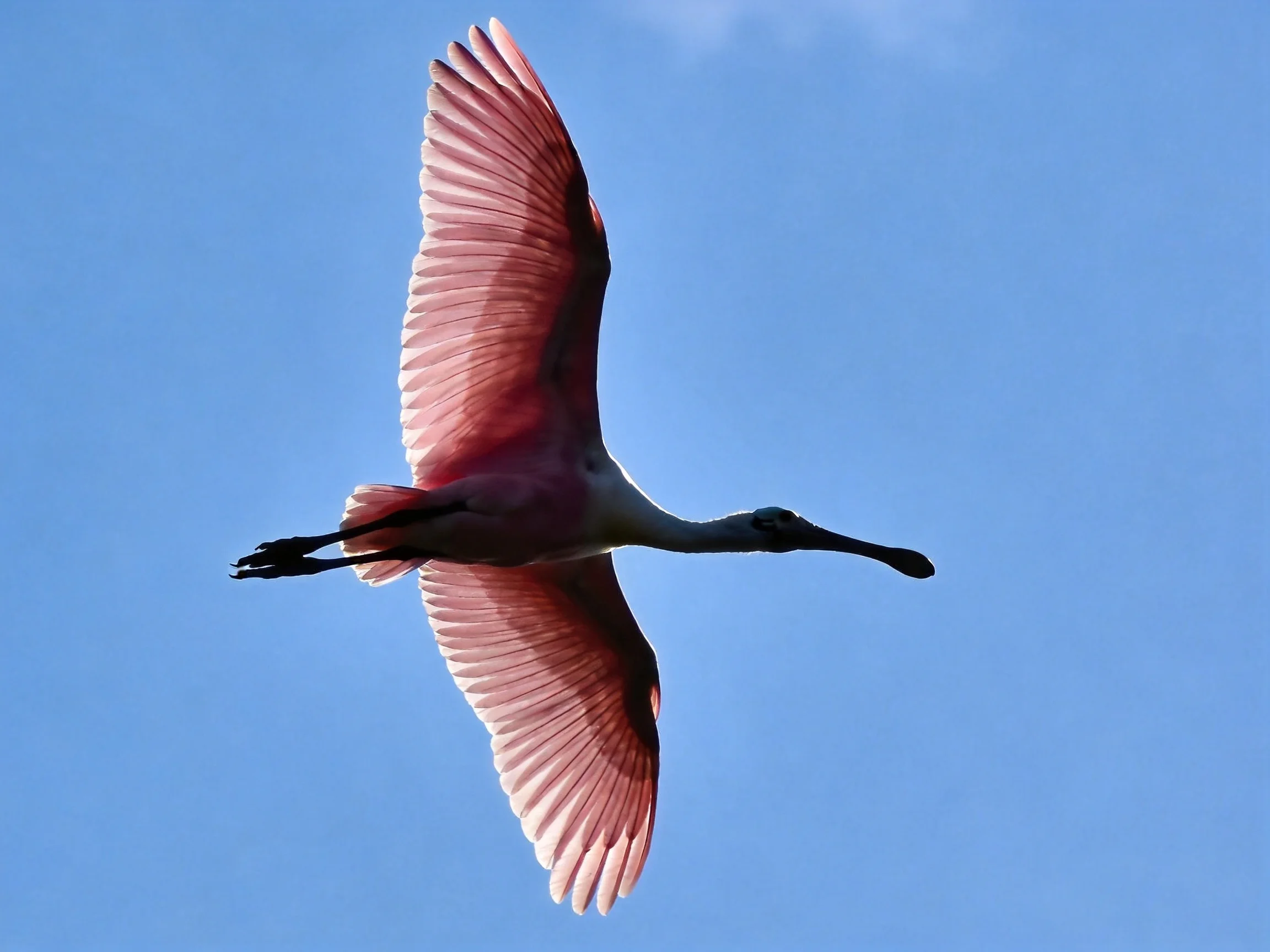 A roseate spoonbill flies with large pink wings