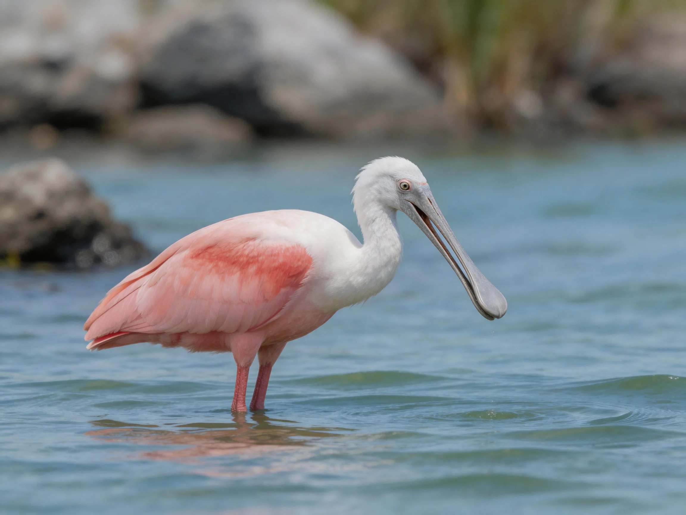 A roseate spoonbill forages in calm blue water with rocky surroundings.