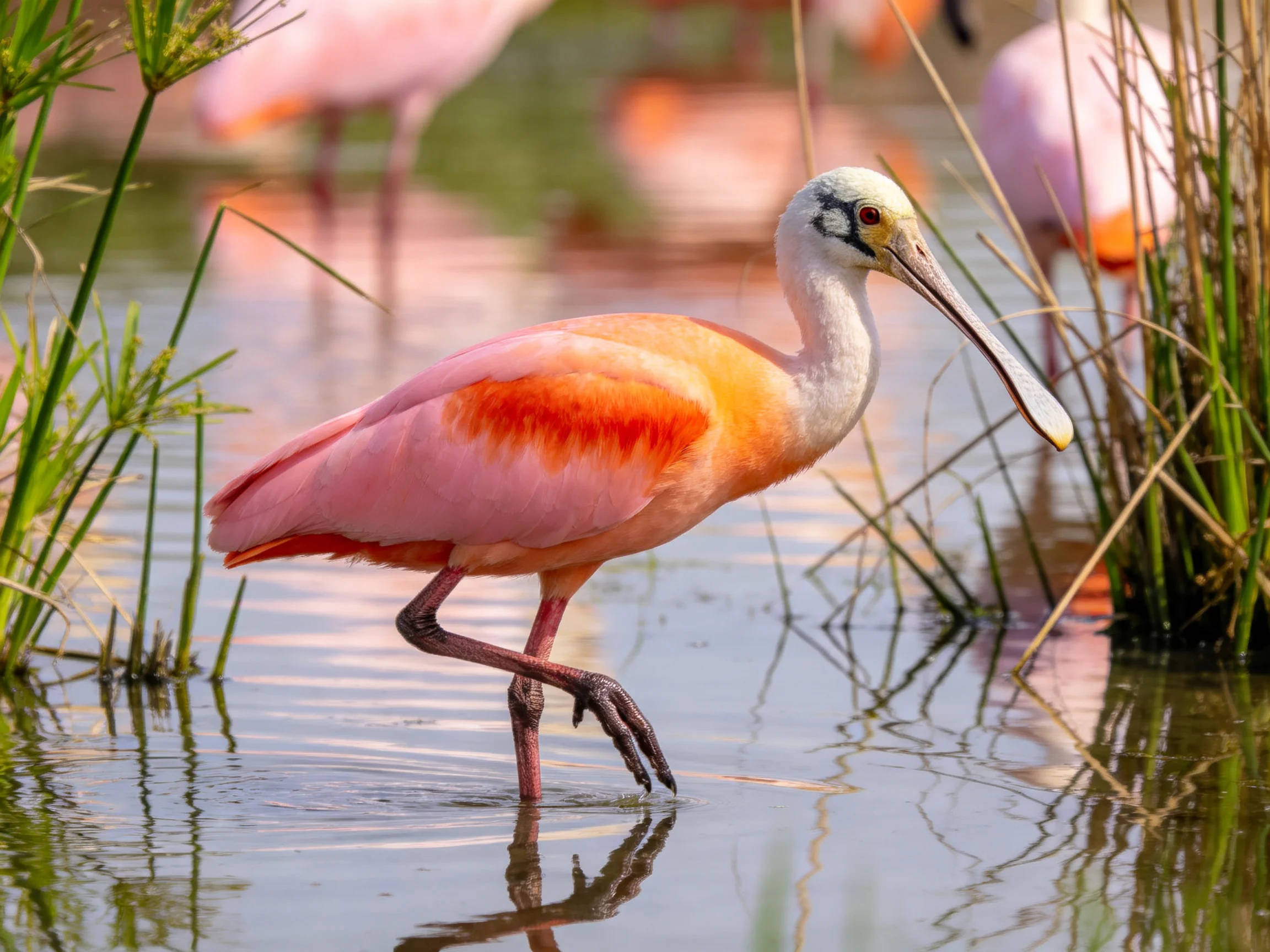 A roseate spoonbill with vibrant pink-orange plumage wades through shallow wetland waters.