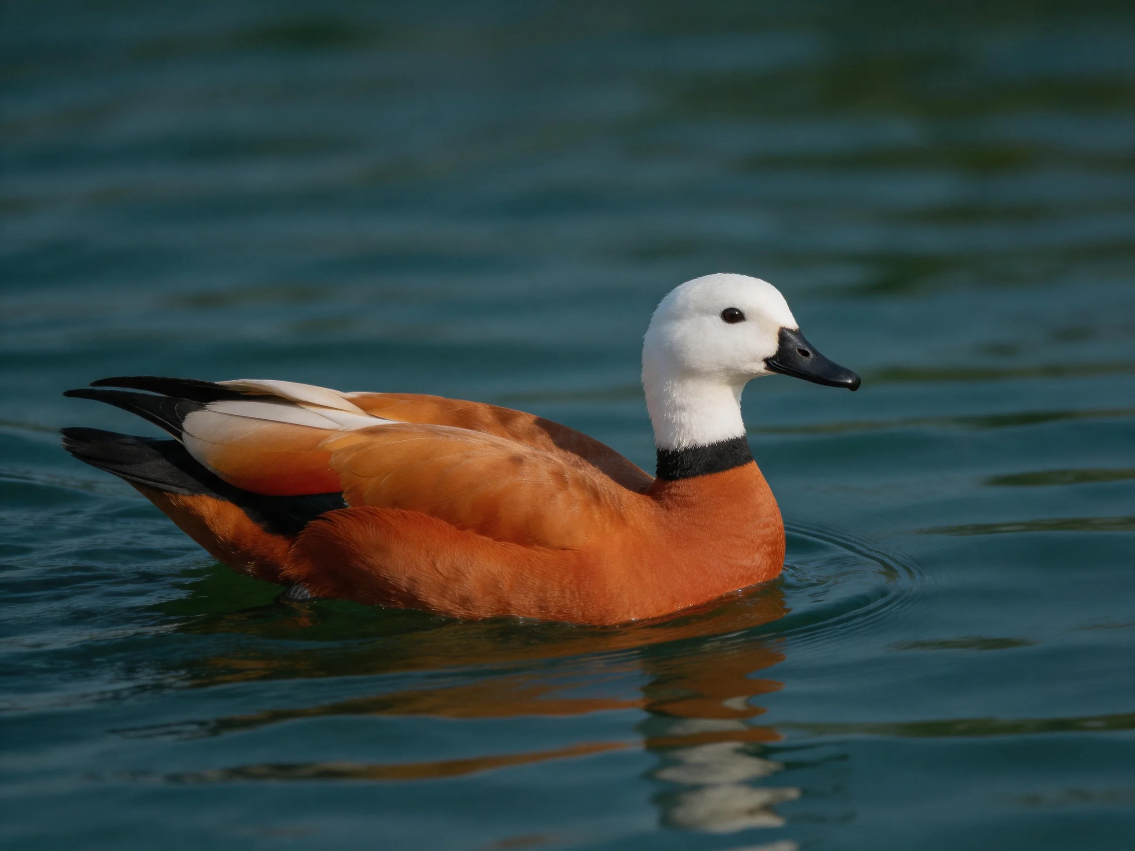 A ruddy duck with white head swims in calm blue-green water