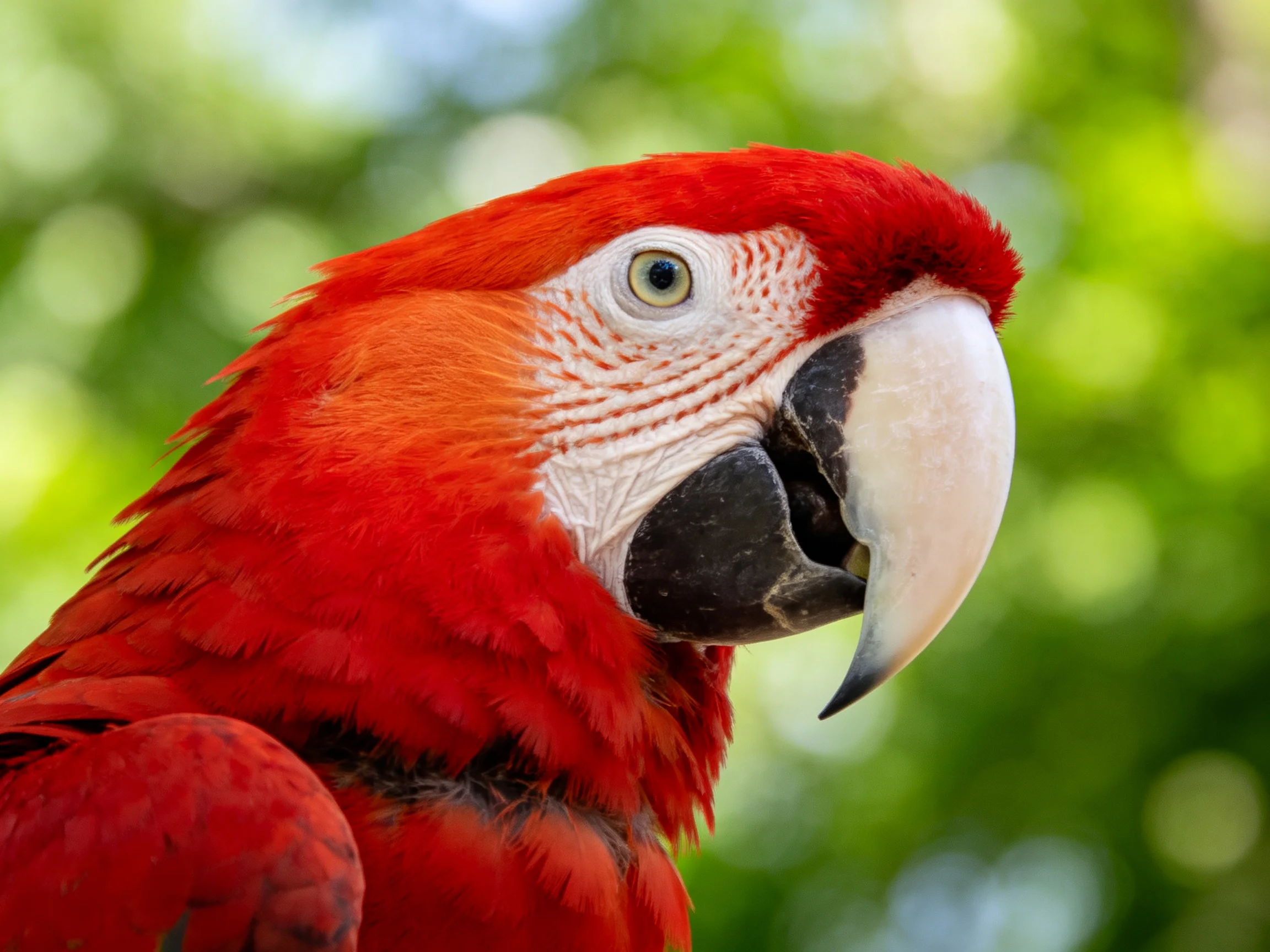 A scarlet macaw with vivid red plumage and large curved beak