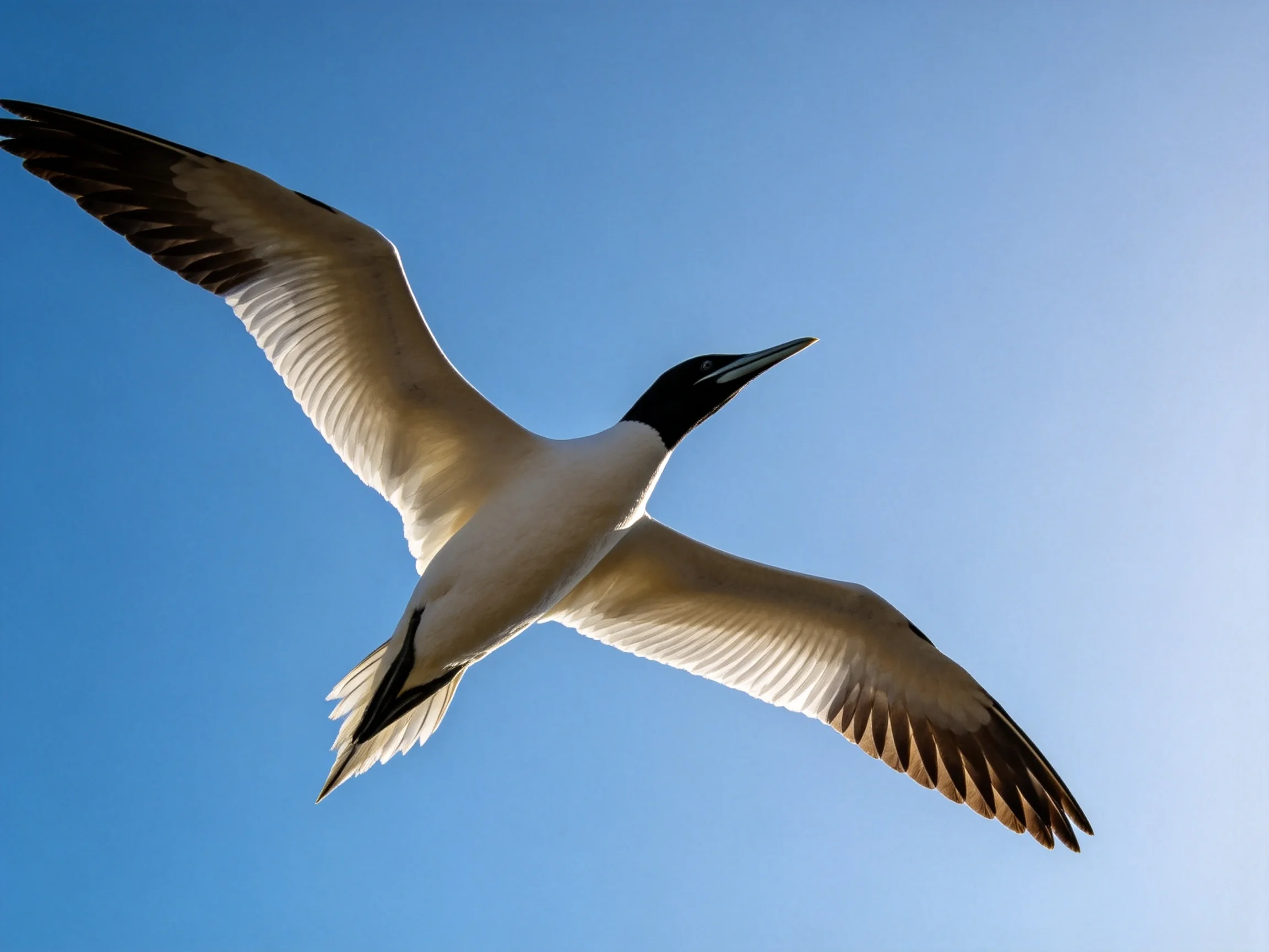 A seabird flies with wings fully extended against a clear blue sky