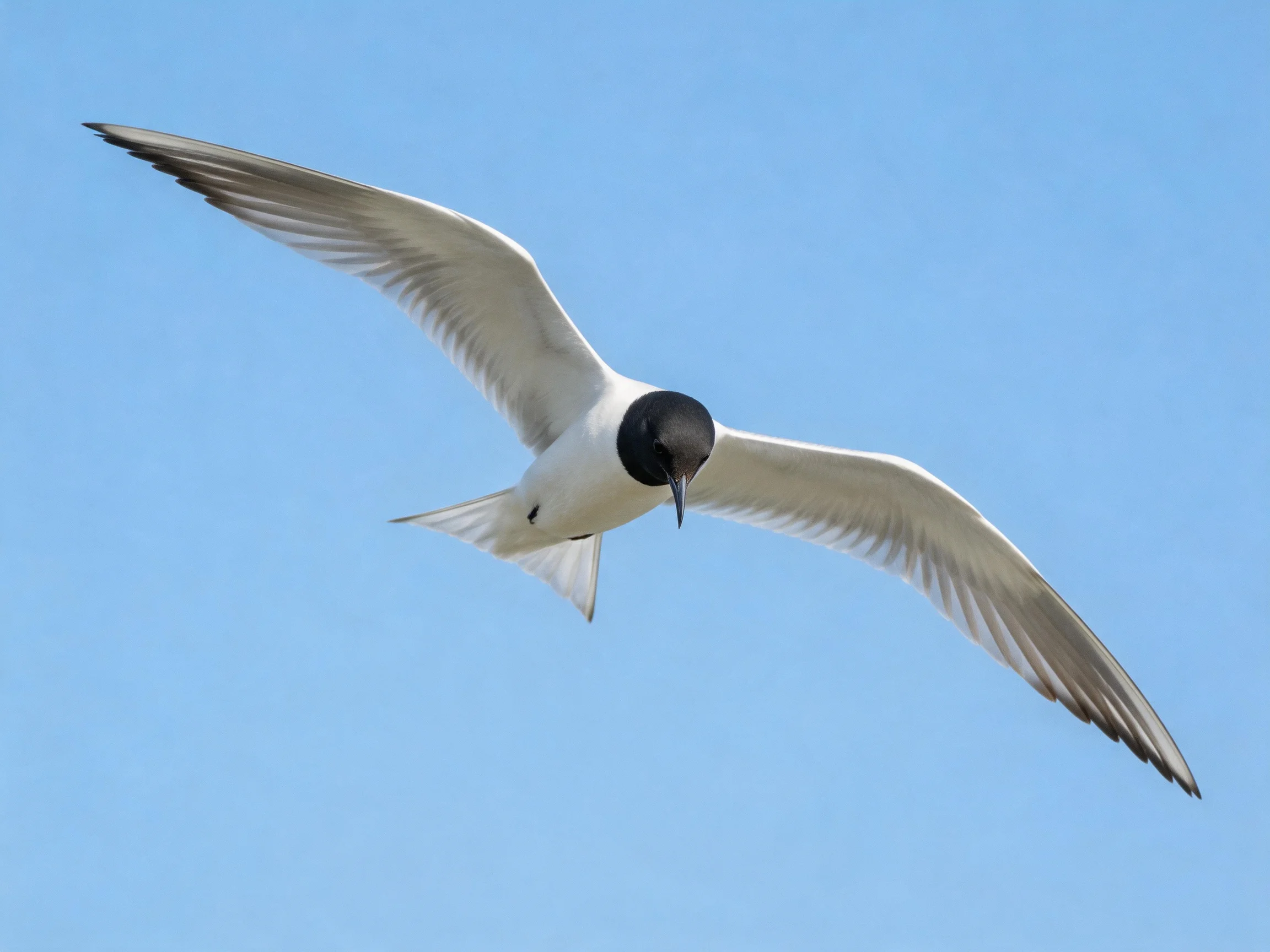 A seabird with black head and white body soaring in clear blue sky