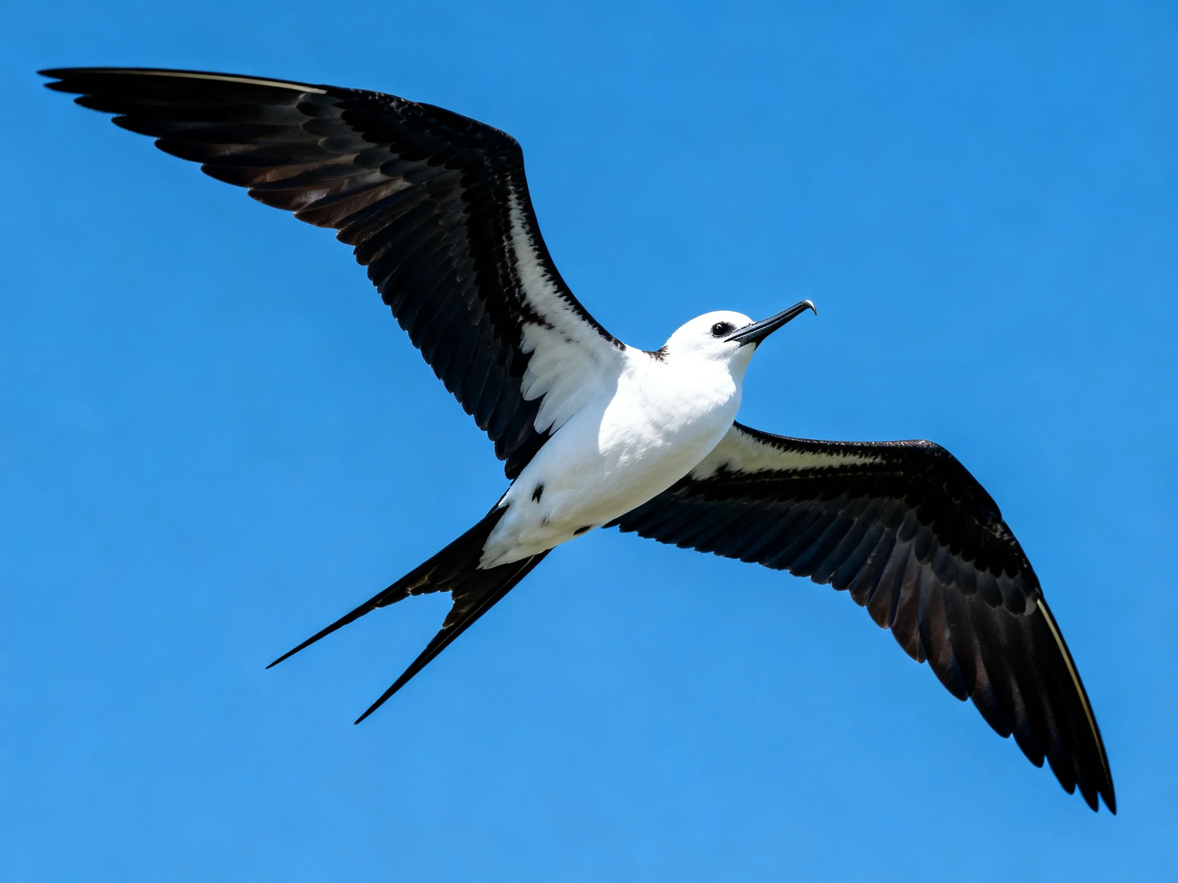 A seabird with black wings gliding through clear blue sky