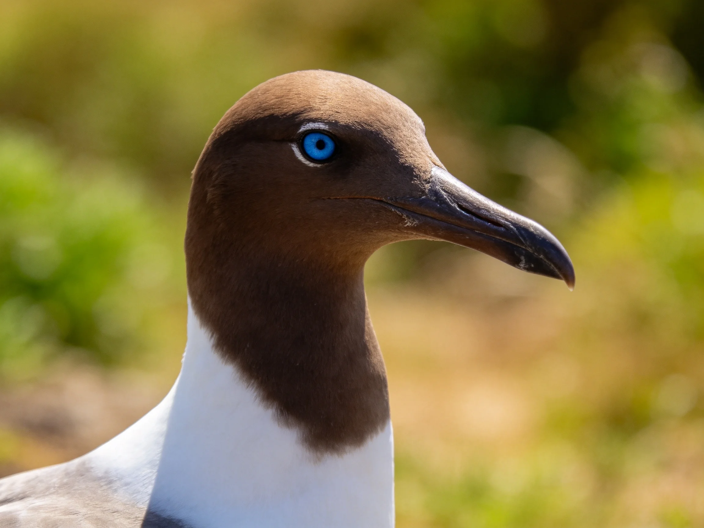 A seabird with brown head, blue eye, and long black beak