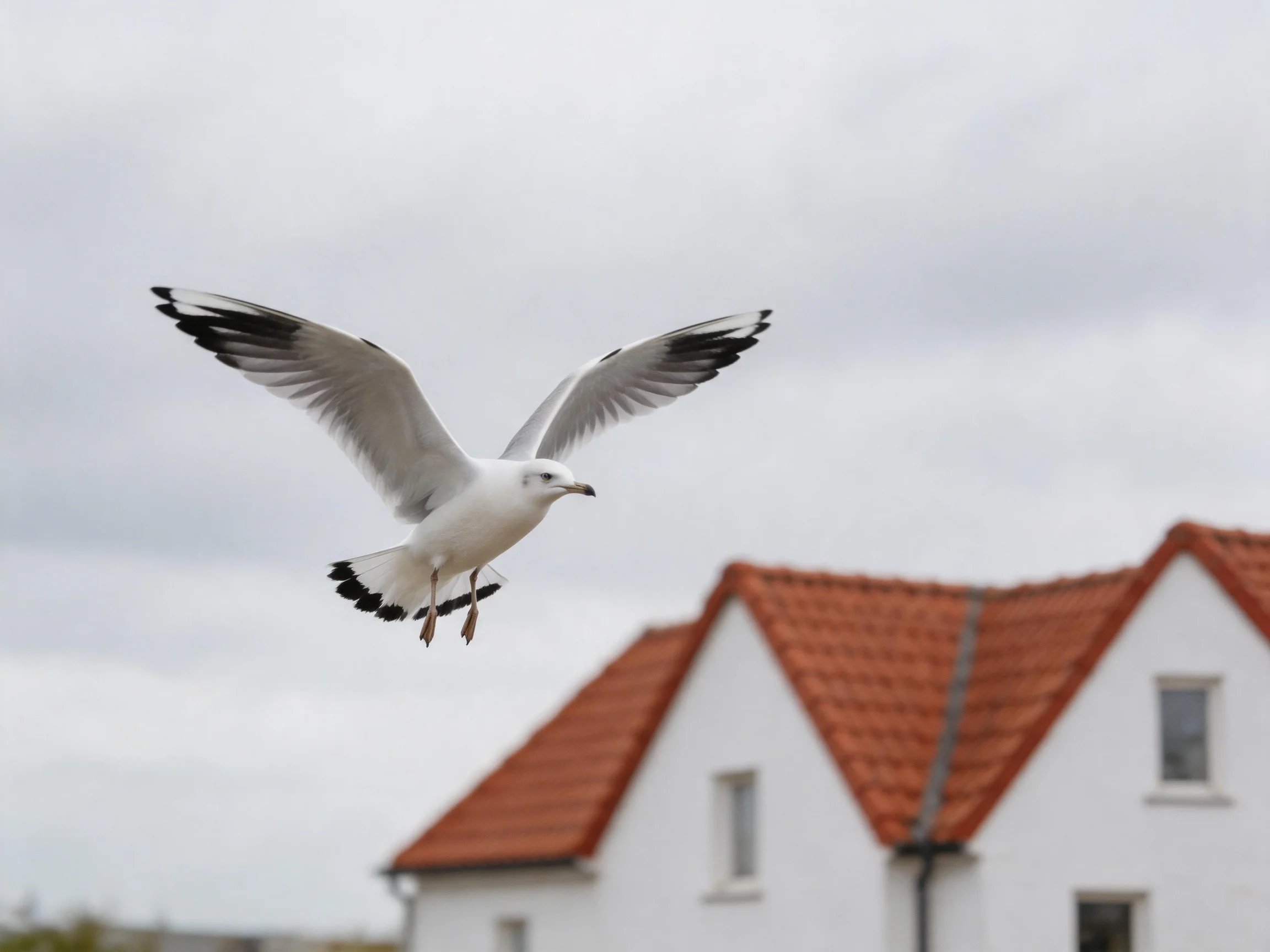 A seagull flies near white houses with red tiled roofs