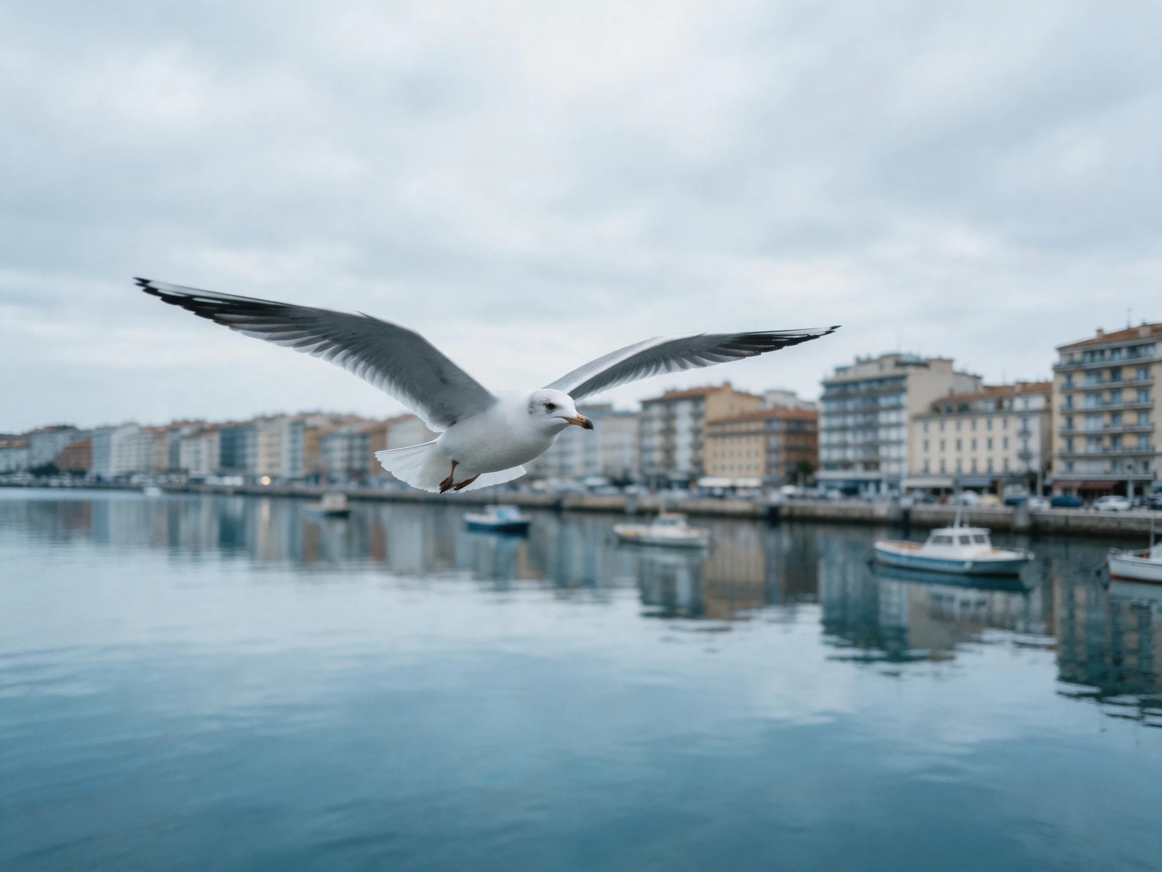 A seagull flies over a calm waterfront with multi - colored buildings