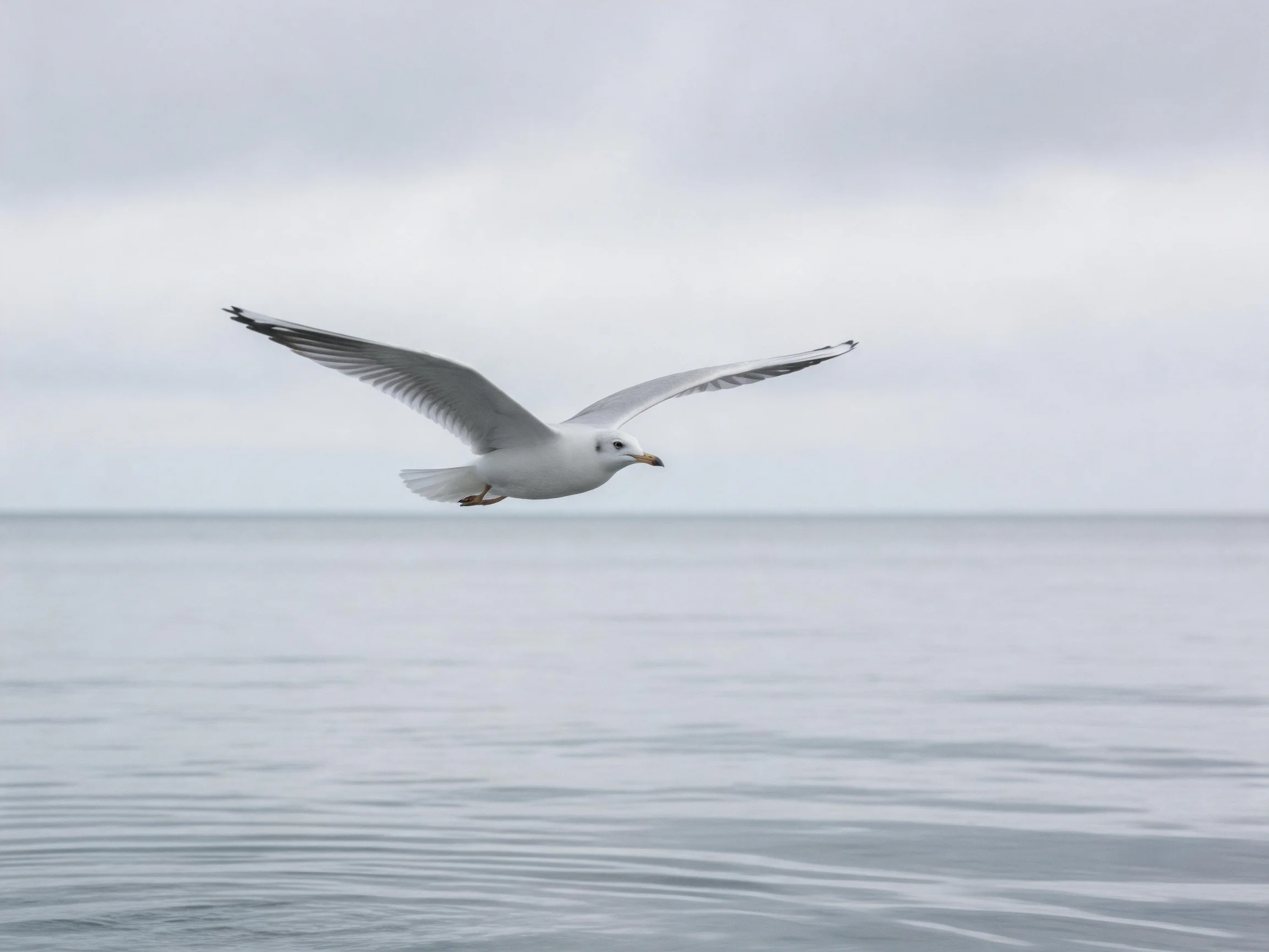A seagull flies over calm gray waters beneath a cloudy sky