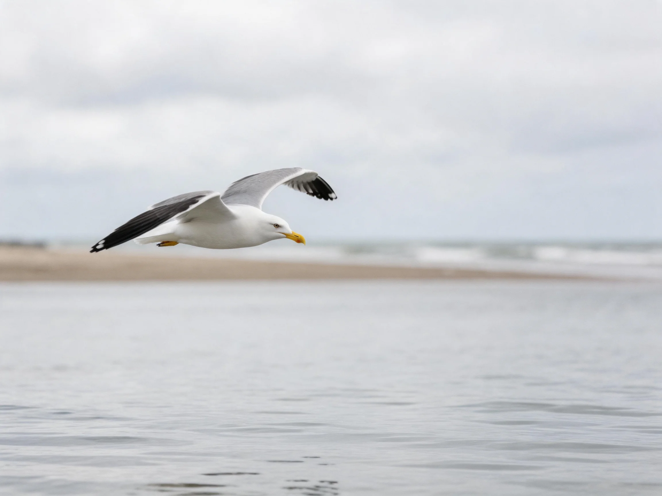 A seagull flies over calm ocean waters beside a sandy shore