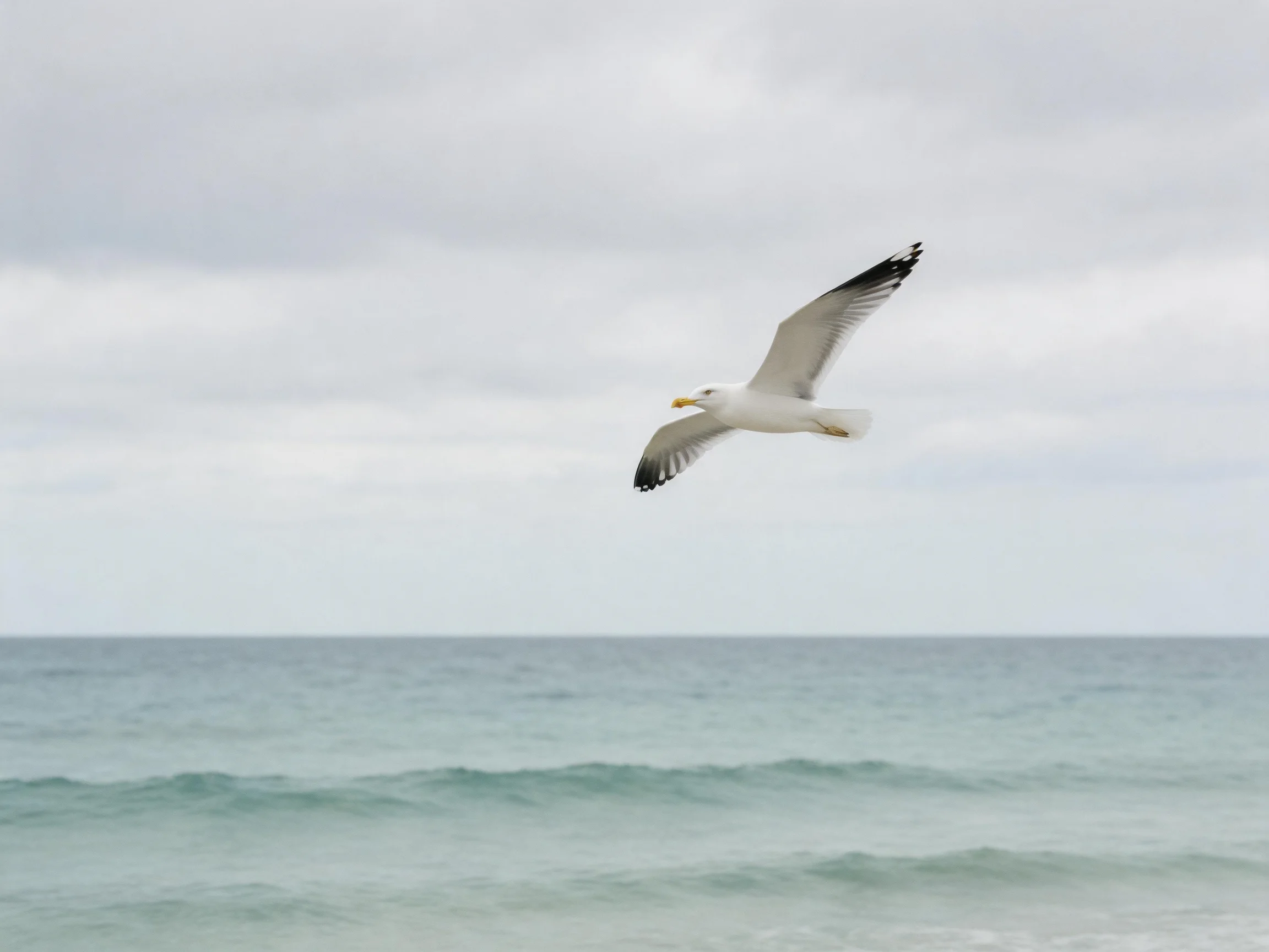 A seagull flies over calm turquoise waters under a gray, overcast sky