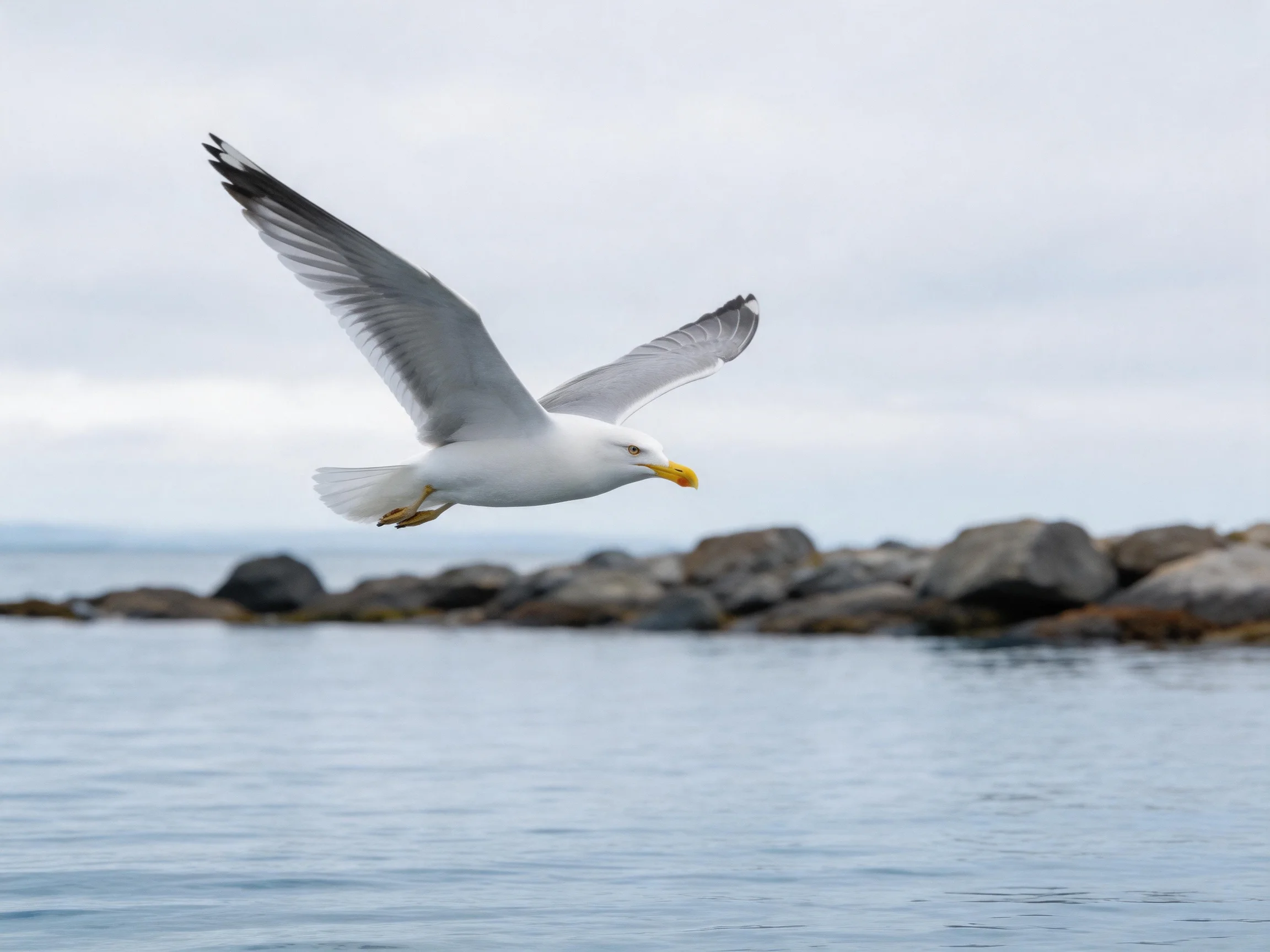 A seagull flies over calm water near rocky shoreline