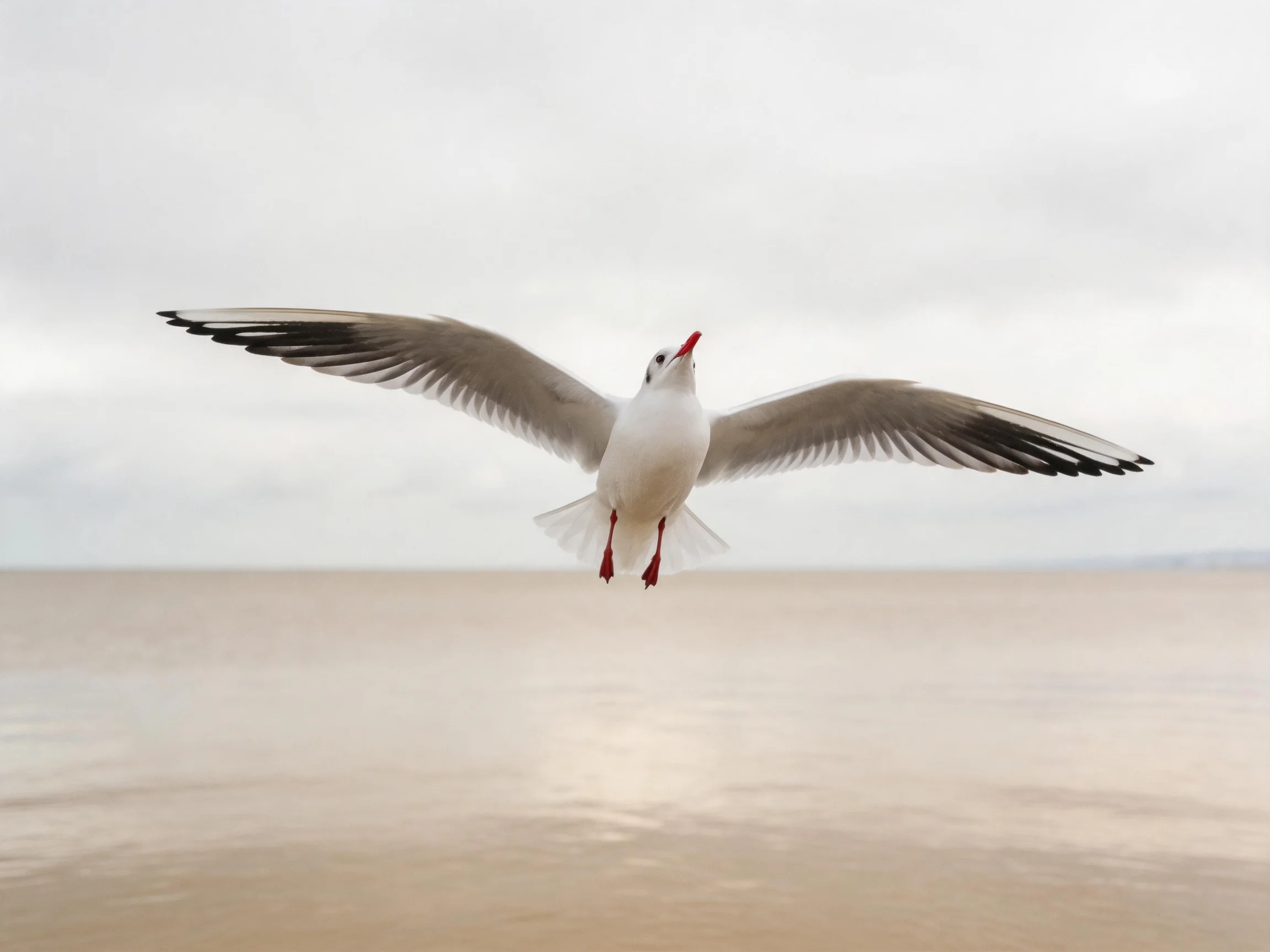 A seagull flies over calm waters with outstretched wings