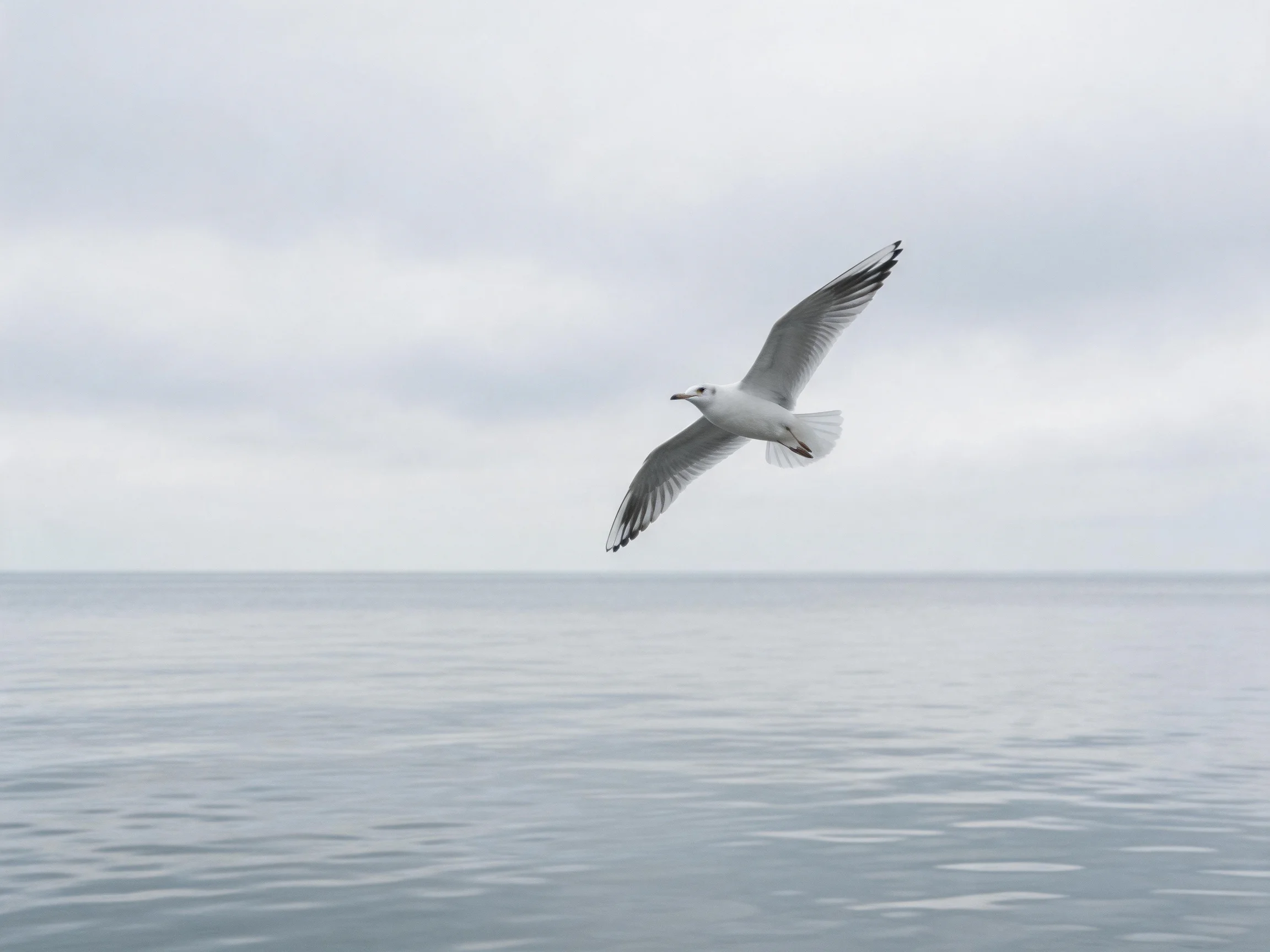 A seagull flies over tranquil blue-gray waters beneath a cloudy sky