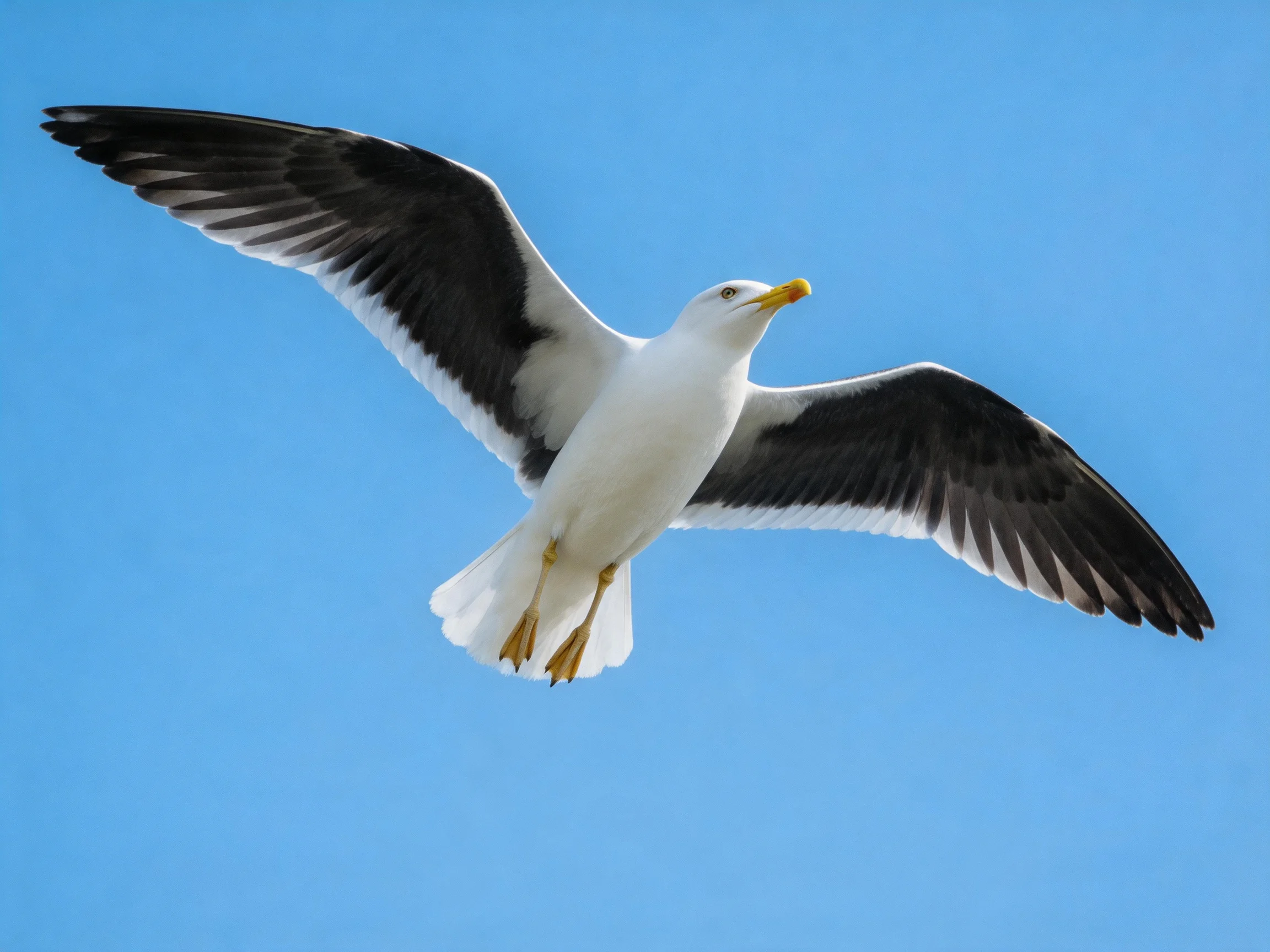 A seagull flies with black and white wings against a clear blue sky