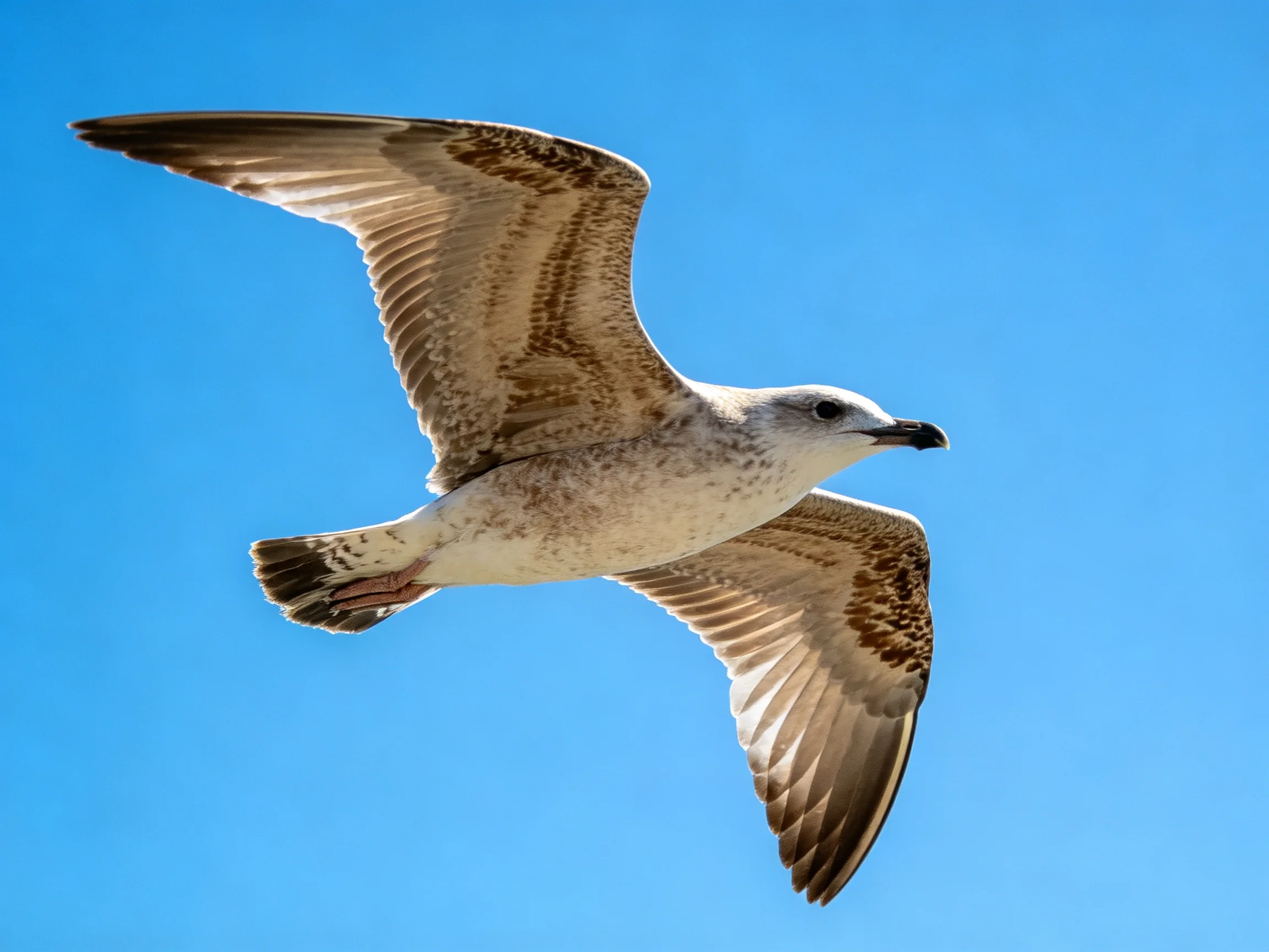 A seagull flies with outstretched wings against a clear blue sky