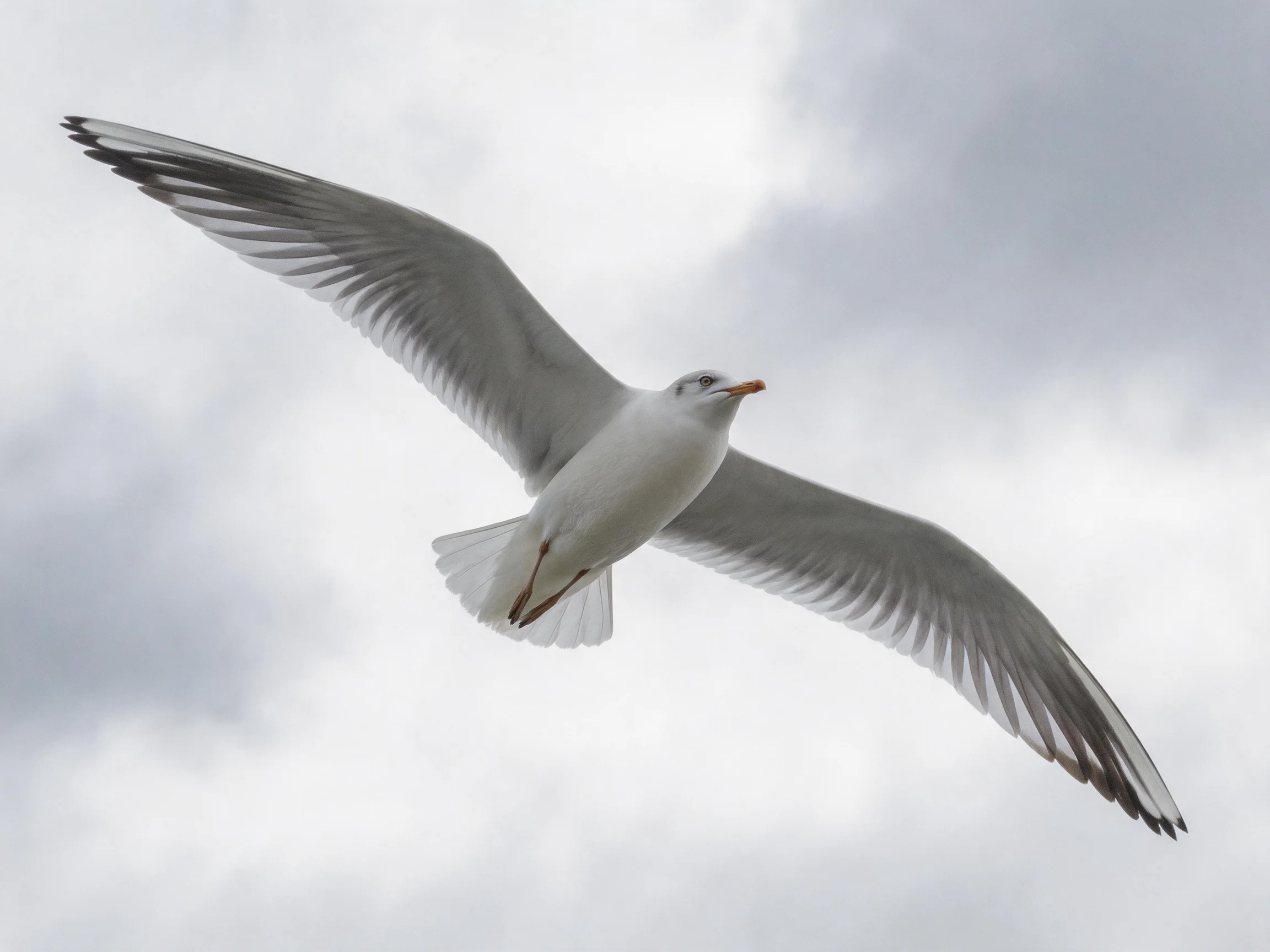 A seagull flies with outstretched wings against a cloudy sky