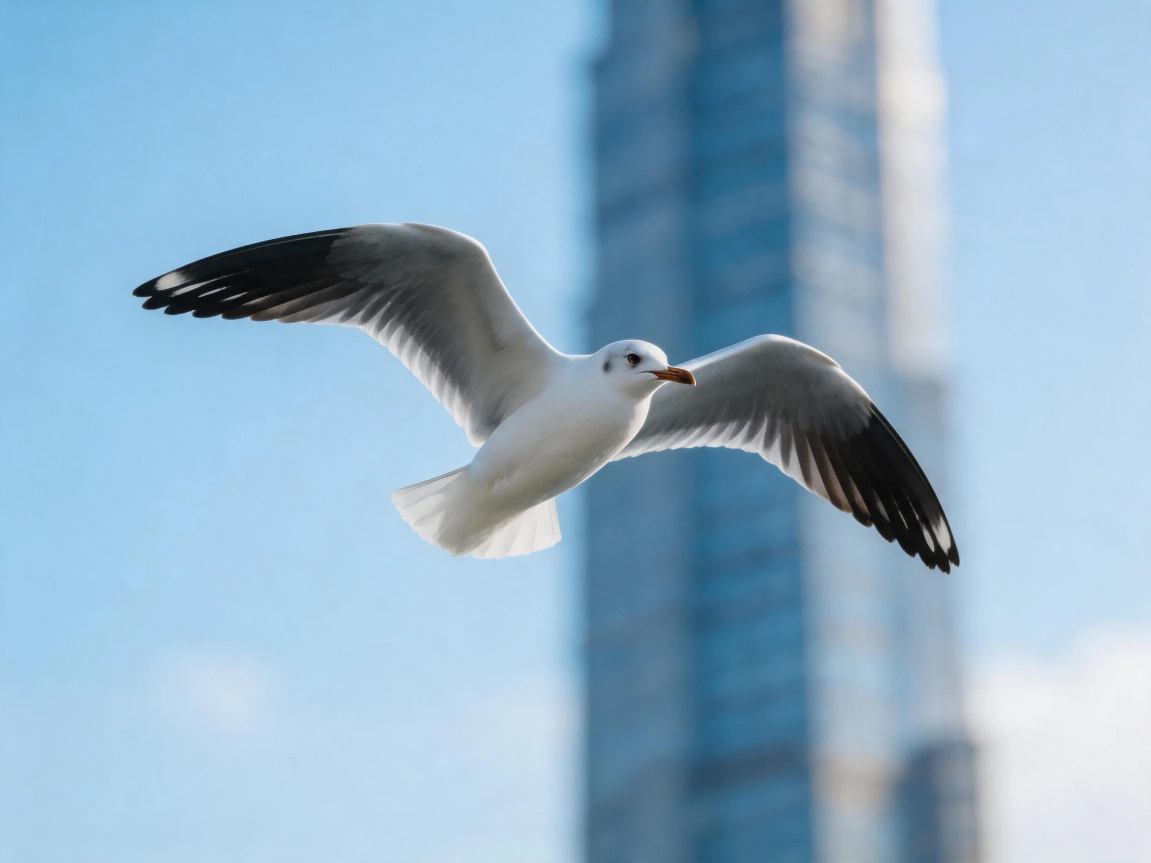 A seagull flies with outstretched wings beside a tall glass skyscraper