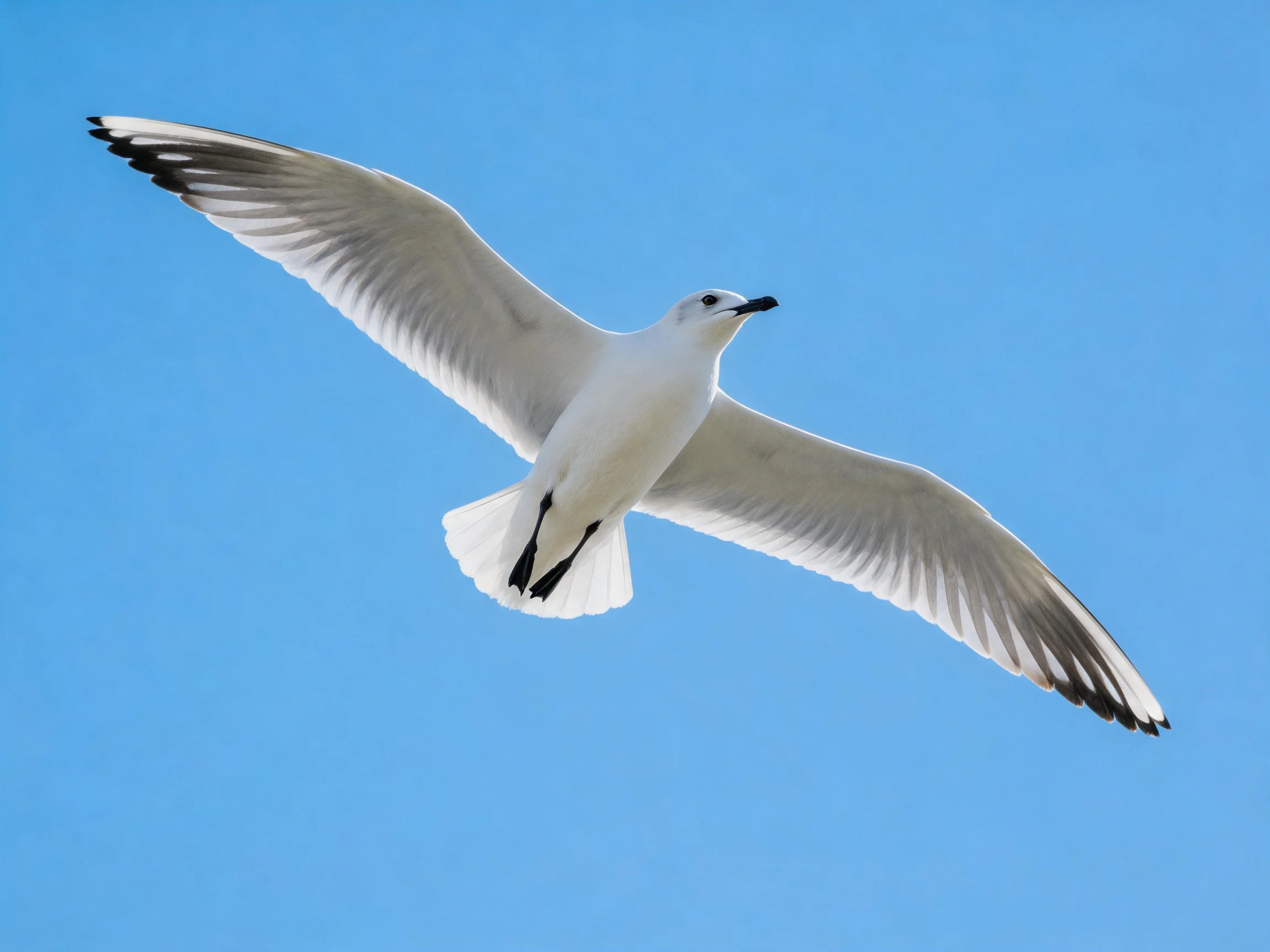 A seagull flies with outstretched wings in clear blue sky