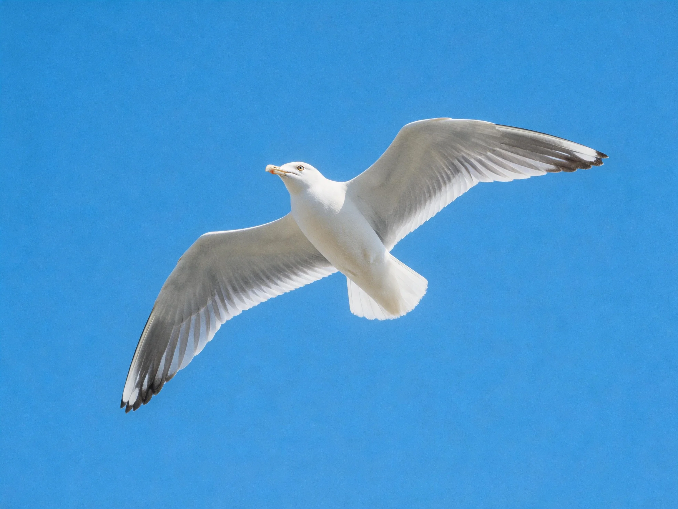 A seagull flies with outstretched wings over bright blue sky