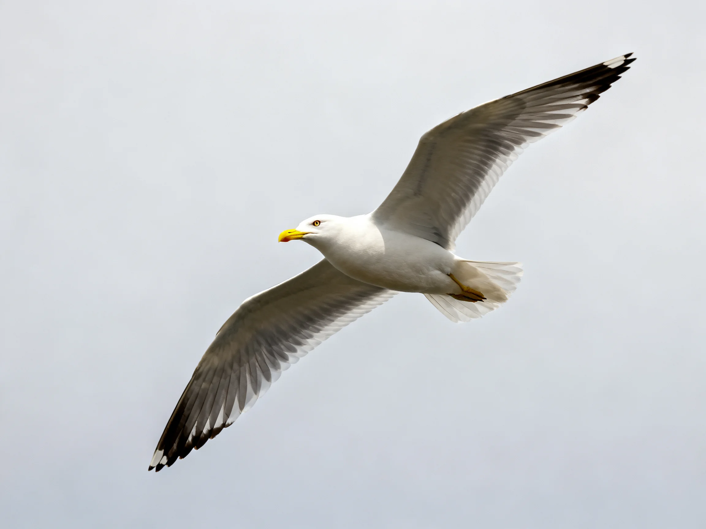 A seagull flies with outstretched wings, white body, black wingtips