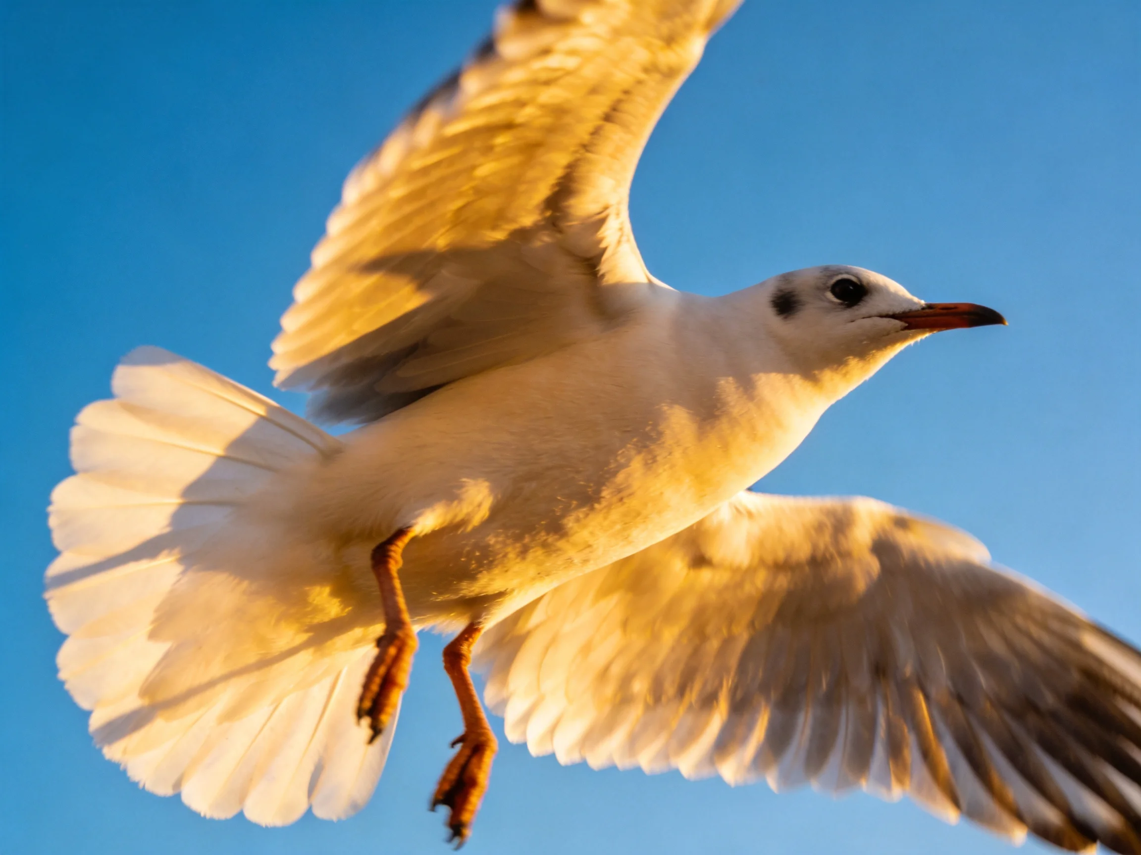 A seagull flies with wings spread wide against a clear blue sky