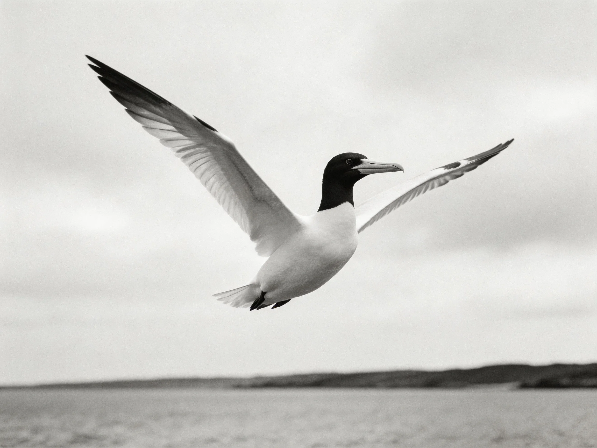 A seagull glides through the air above calm waters in monochrome