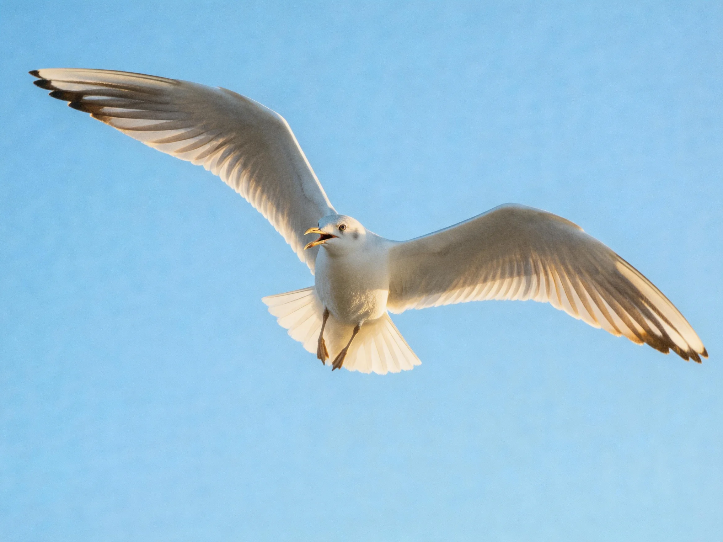 A seagull glides with wings extended under a bright blue sky