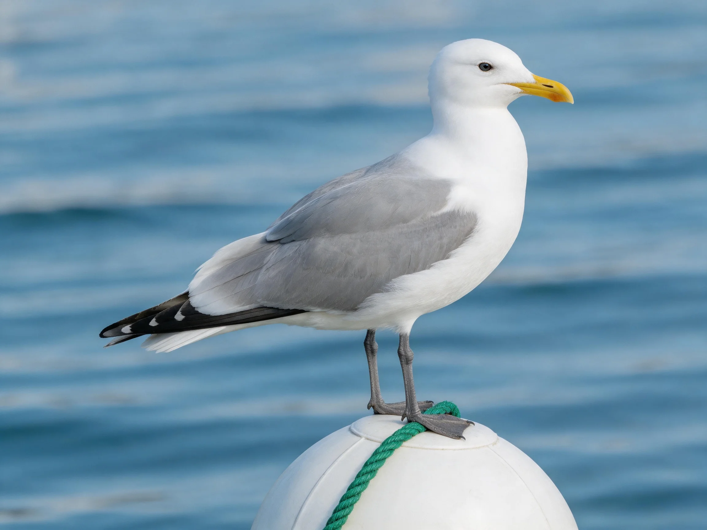 A seagull perched on a white buoy by calm blue waters