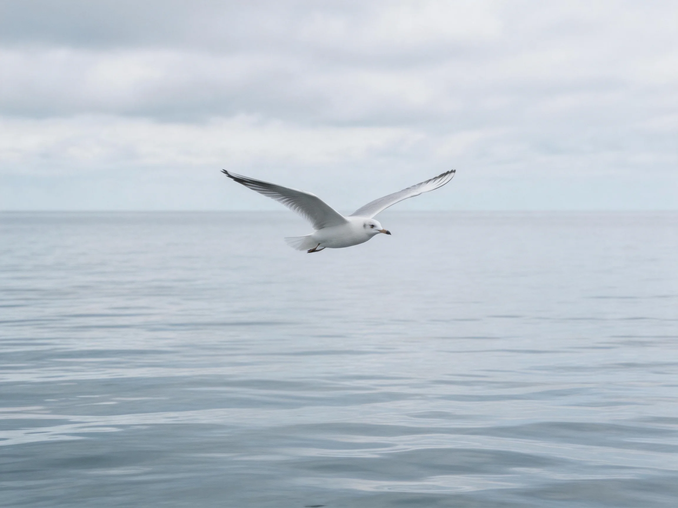 A seagull soaring over calm blue waters under a cloudy sky