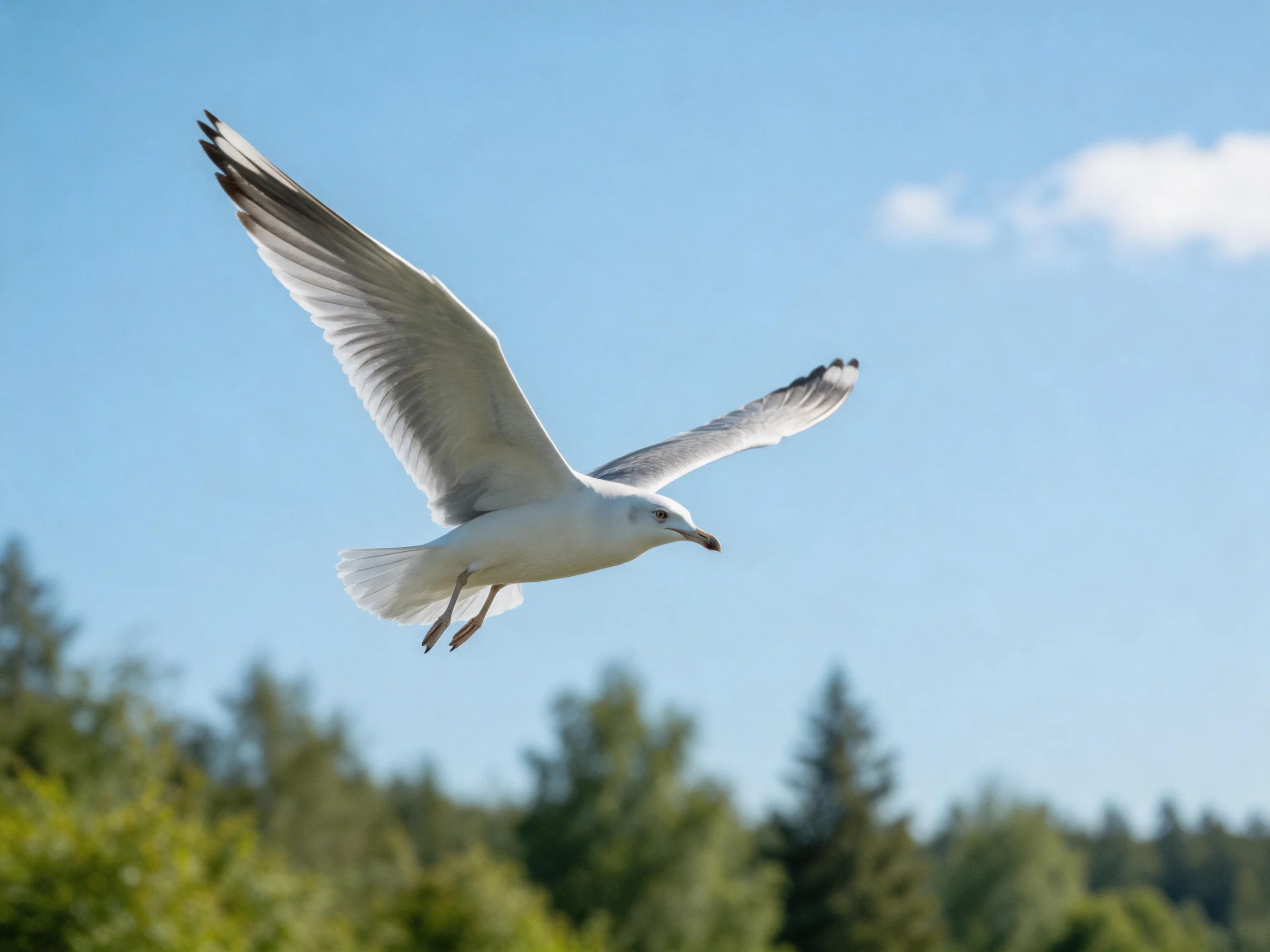 A seagull soaring over green trees under clear blue sky
