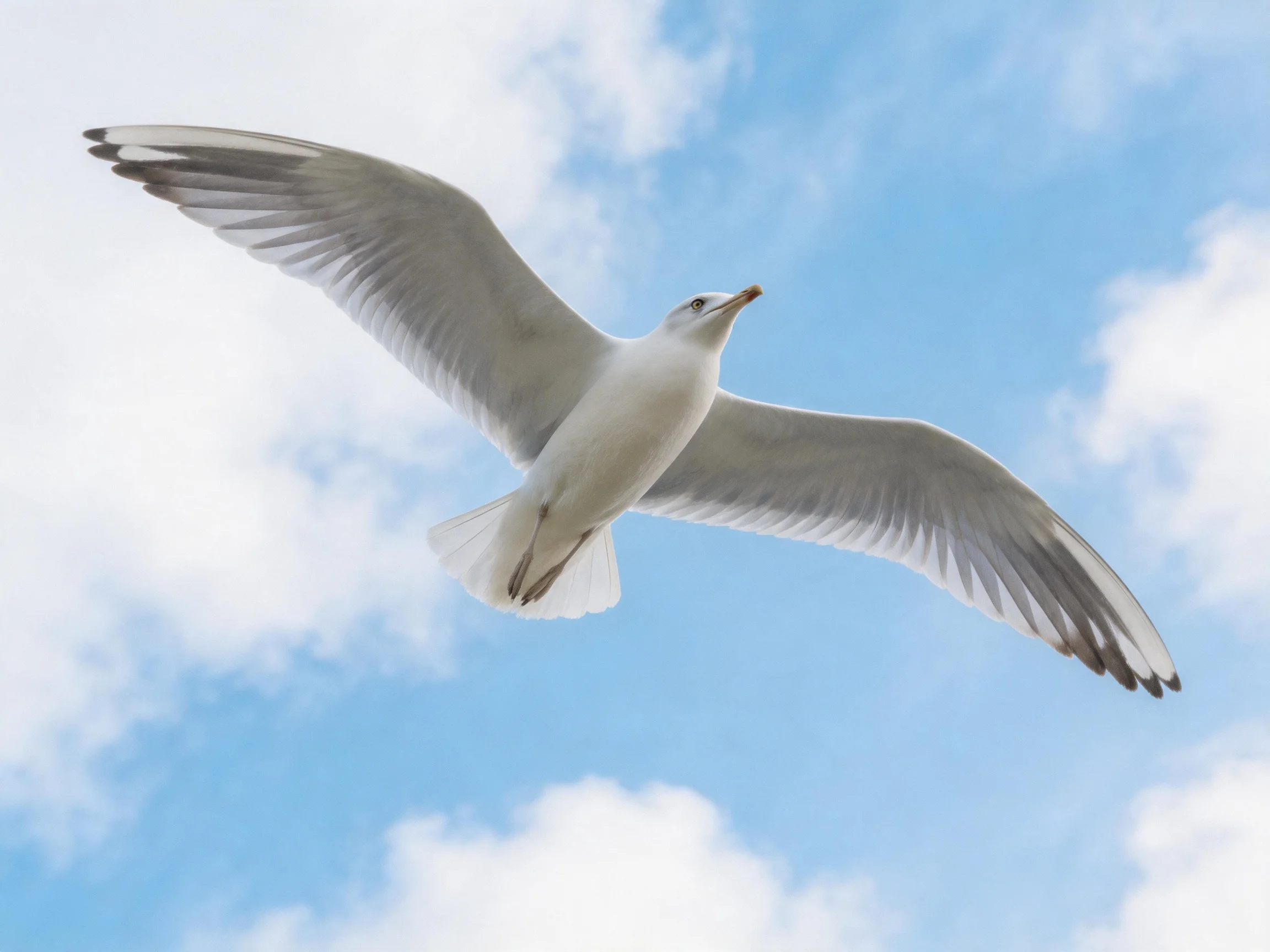 A seagull soaring with outstretched wings against a bright blue sky